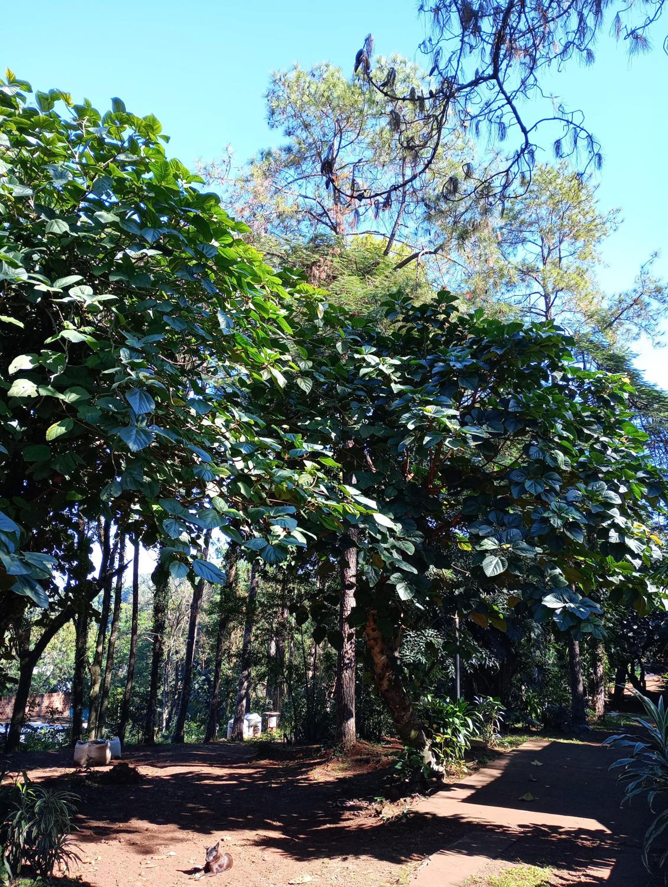 Cabaña Camping Coati