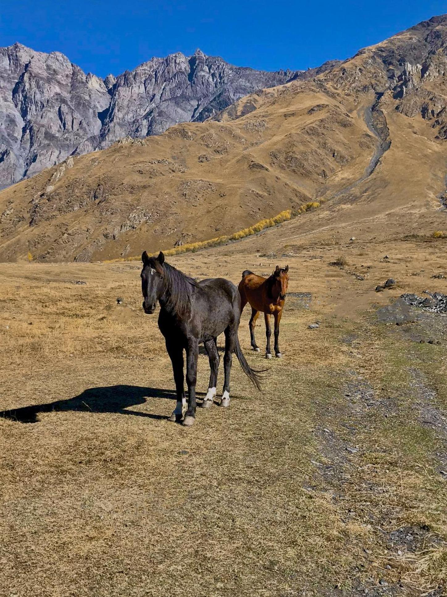 Kazbegi Inn Cottages