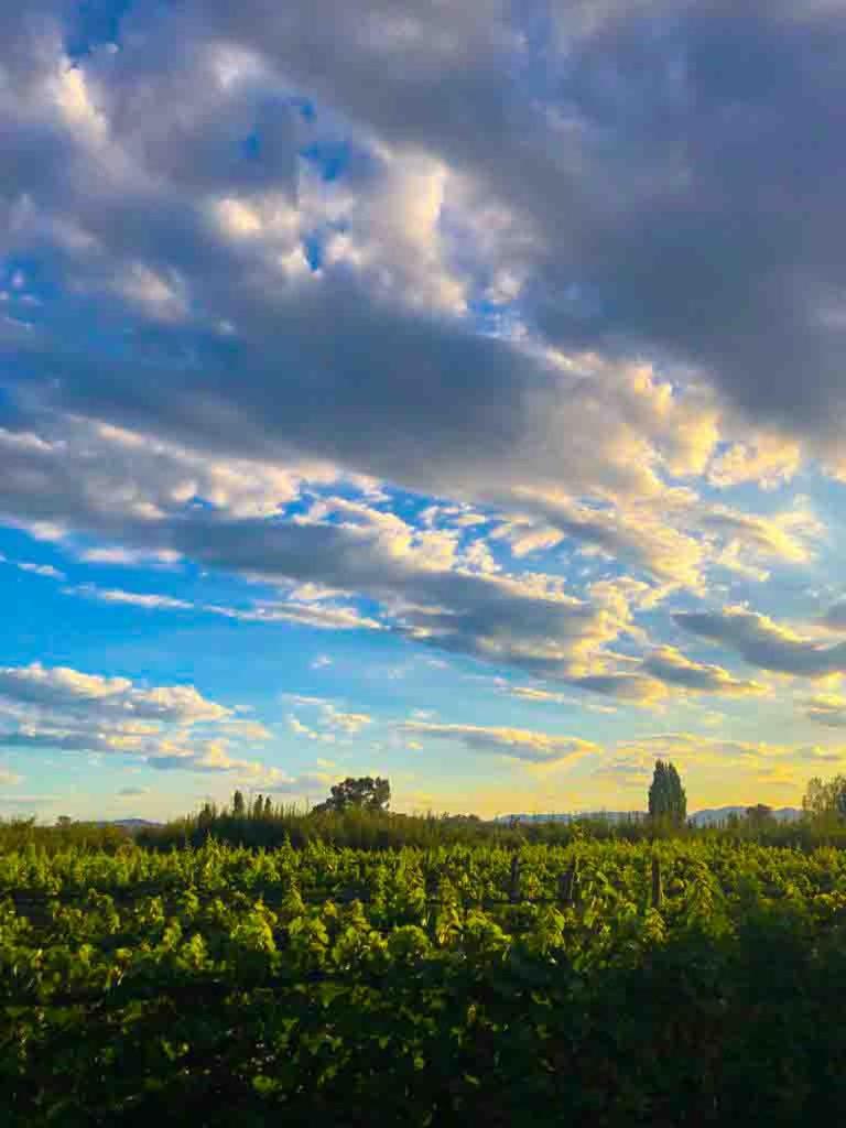 Escapada Exclusiva en Finca con Viñedos y Olivares Relájate en la Naturaleza con Confort y Encanto