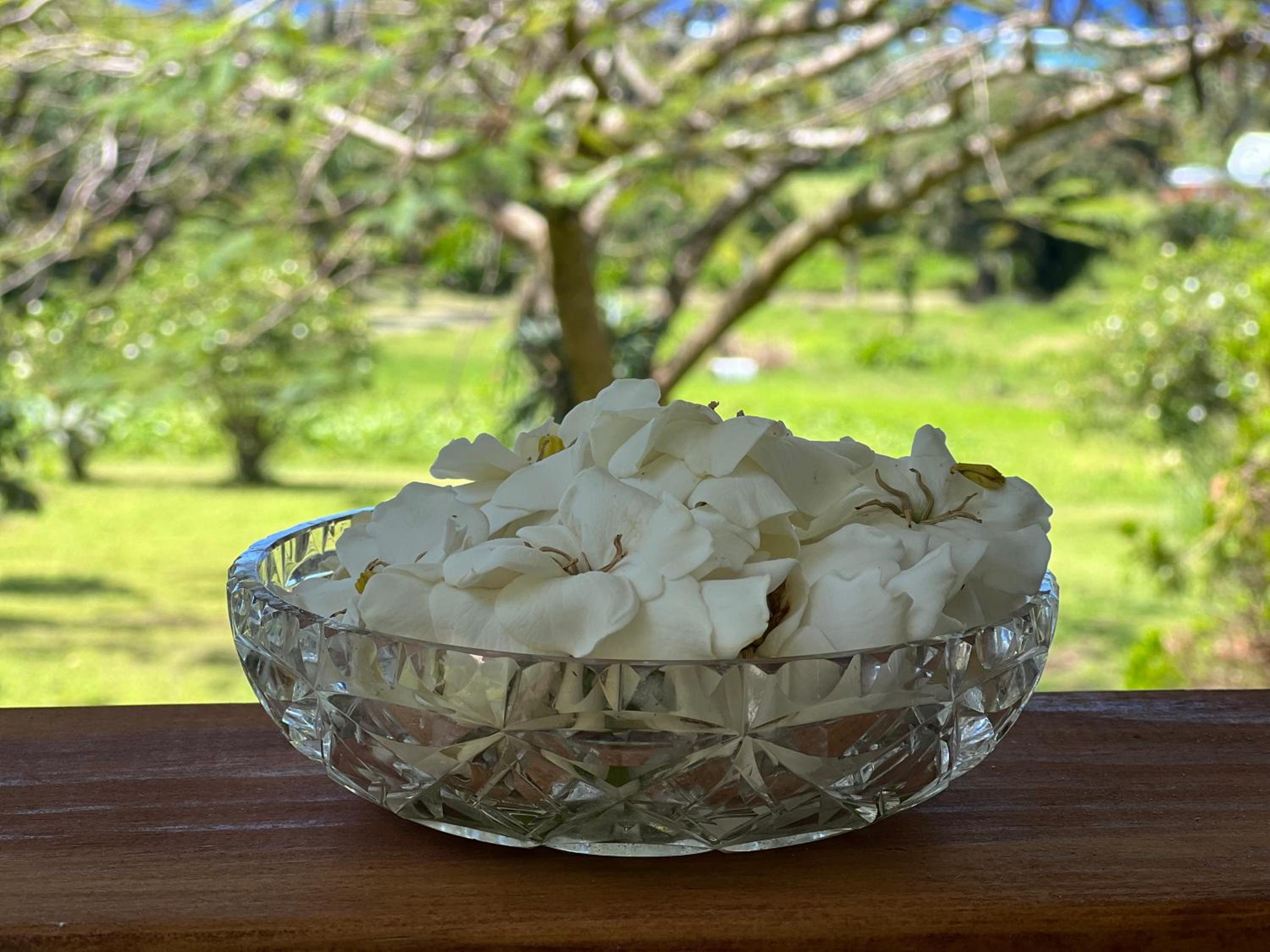 Avocado Retreat