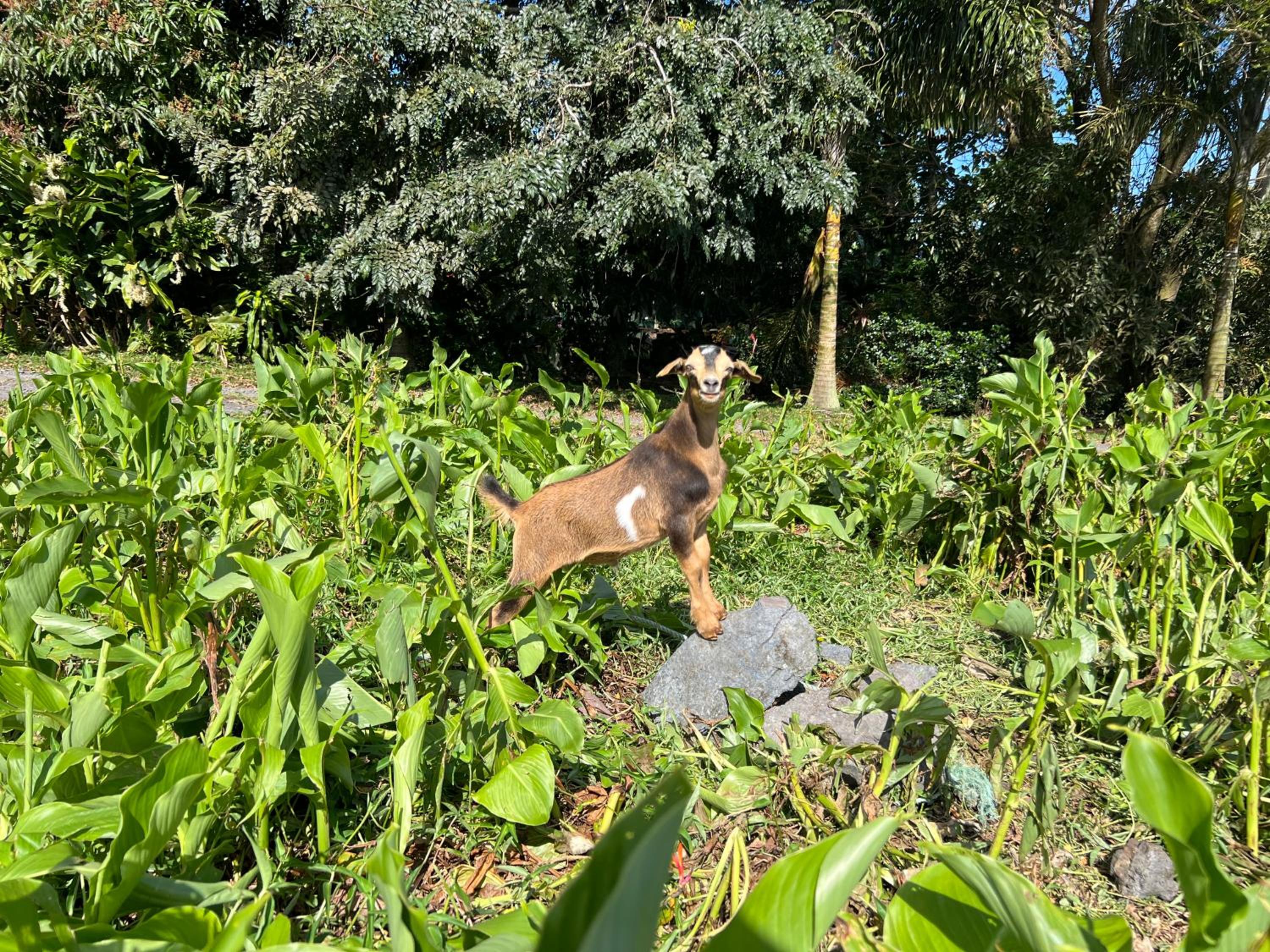 Avocado Retreat