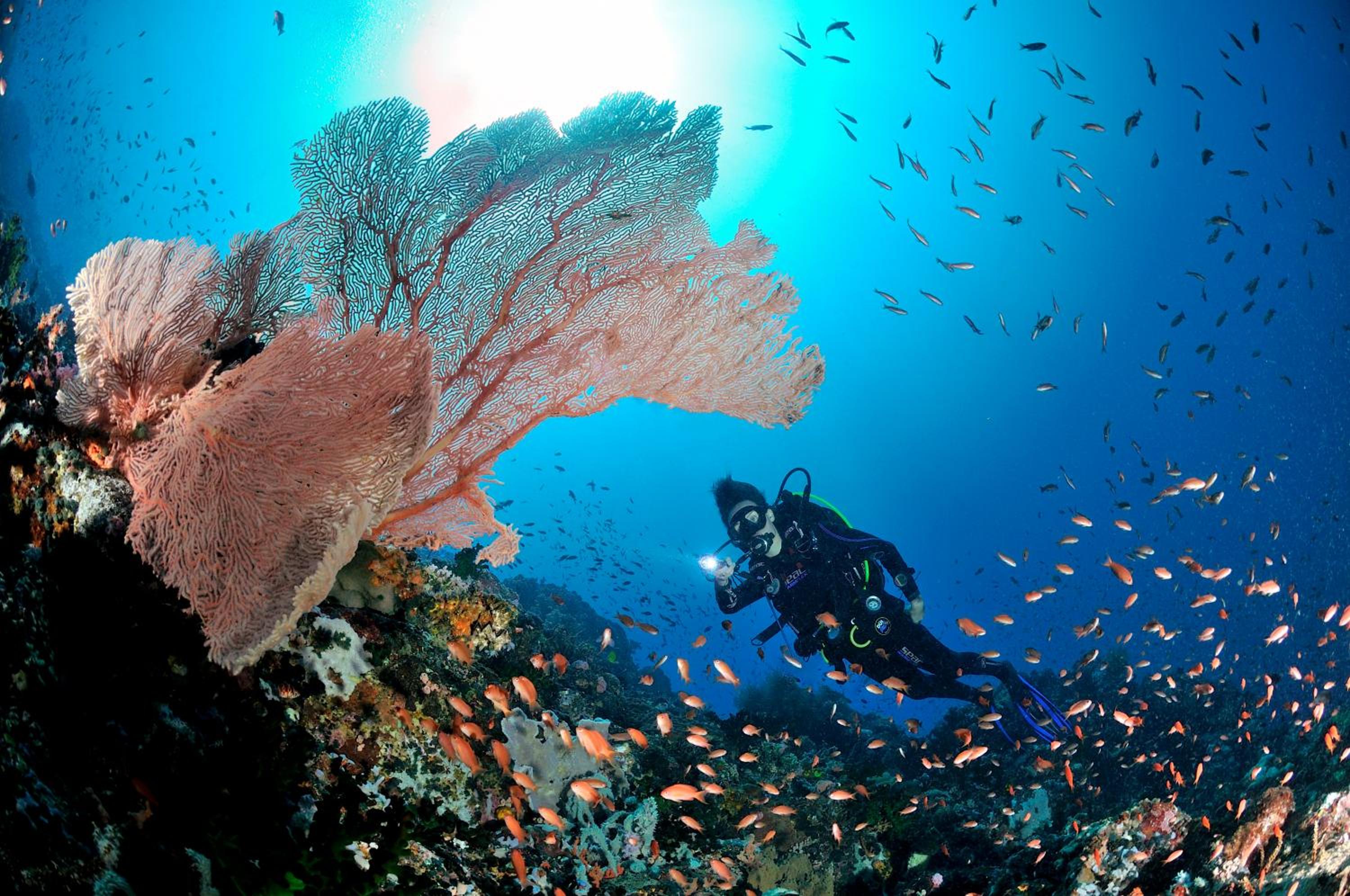 Edgewater Dive & Spa Resort