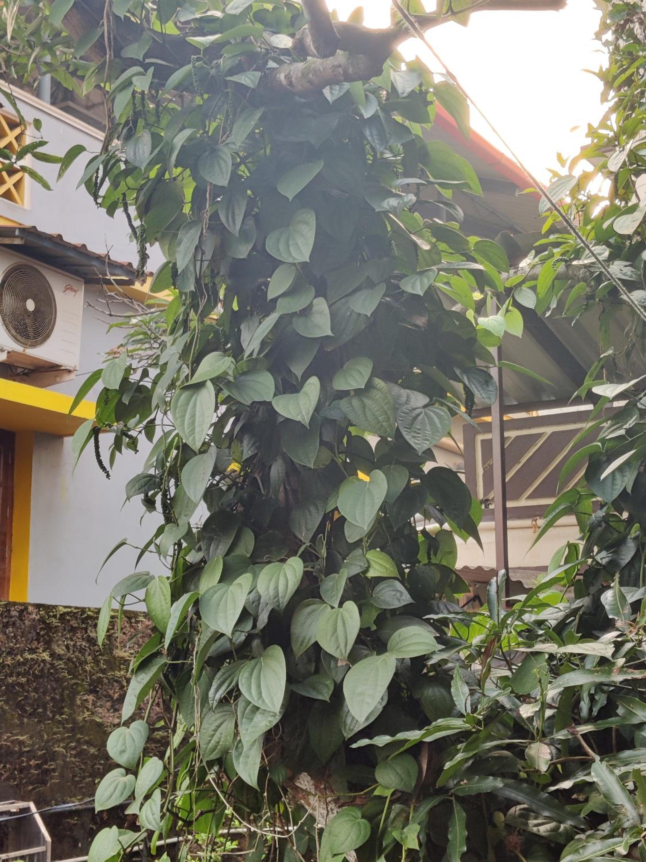 KENSON HOMESTAY