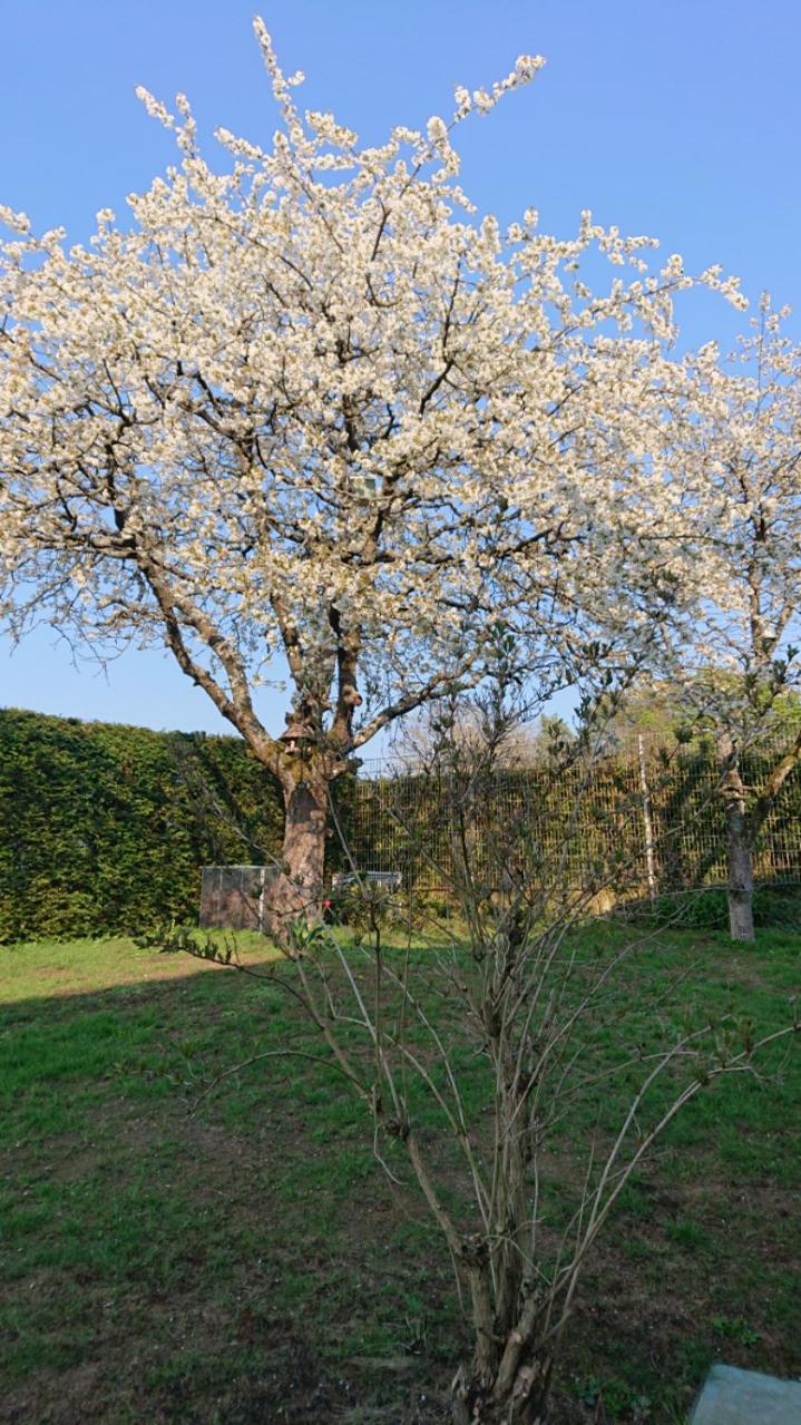 Schöne EinliegerWhg (74m²) in Villa mit Traumlage