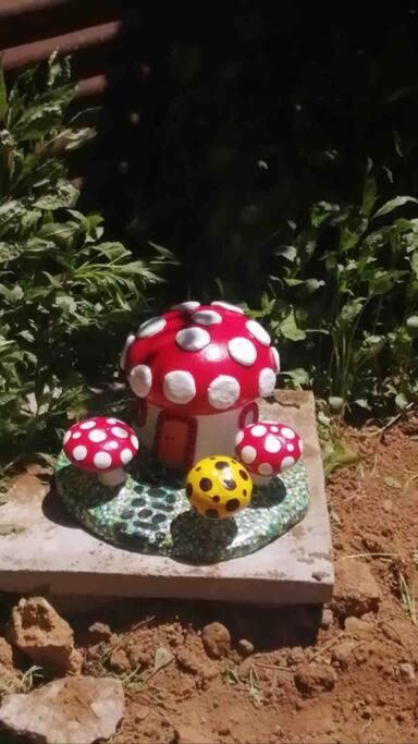 Domo Tiguesitos en Picarte con Parasol