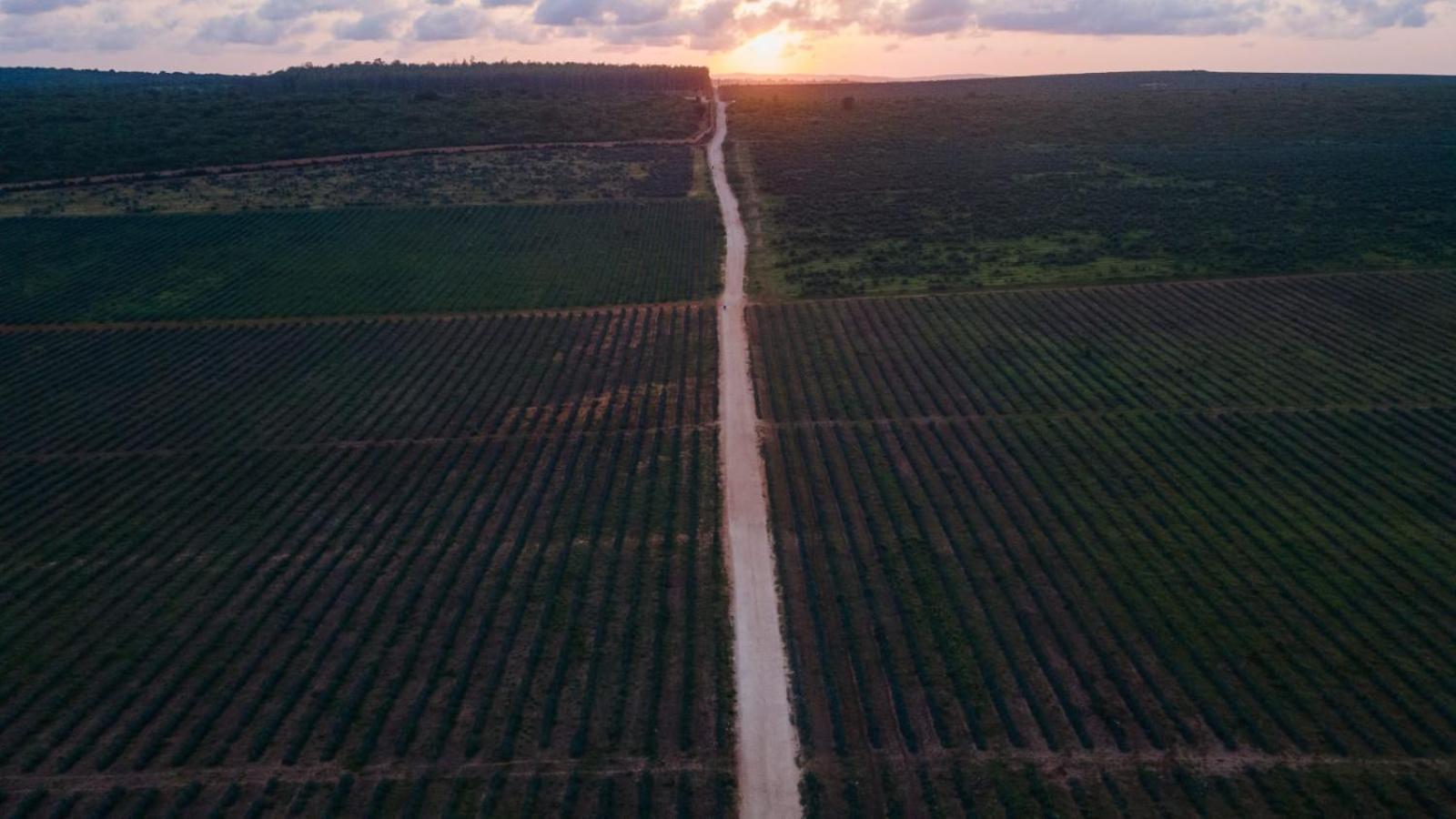 Vipingo Pazuri