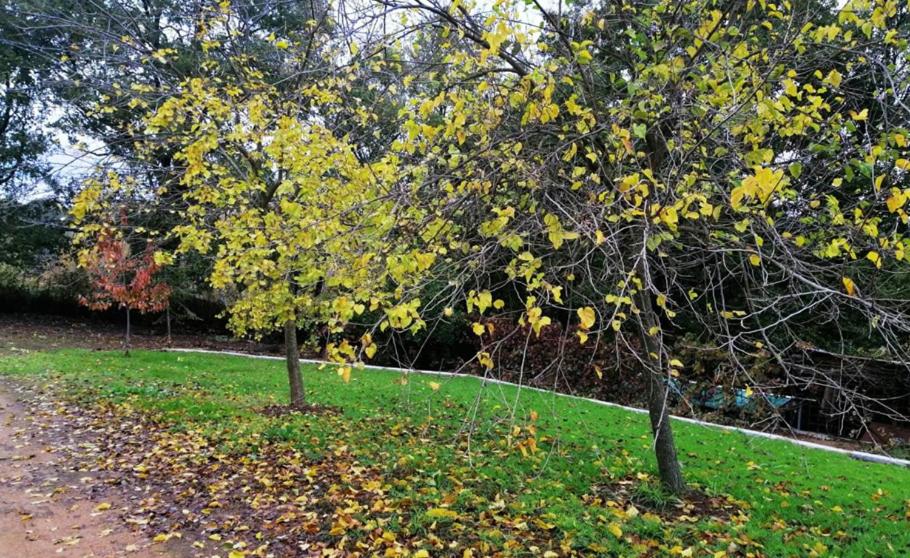 FINCA LA LISERILLA
