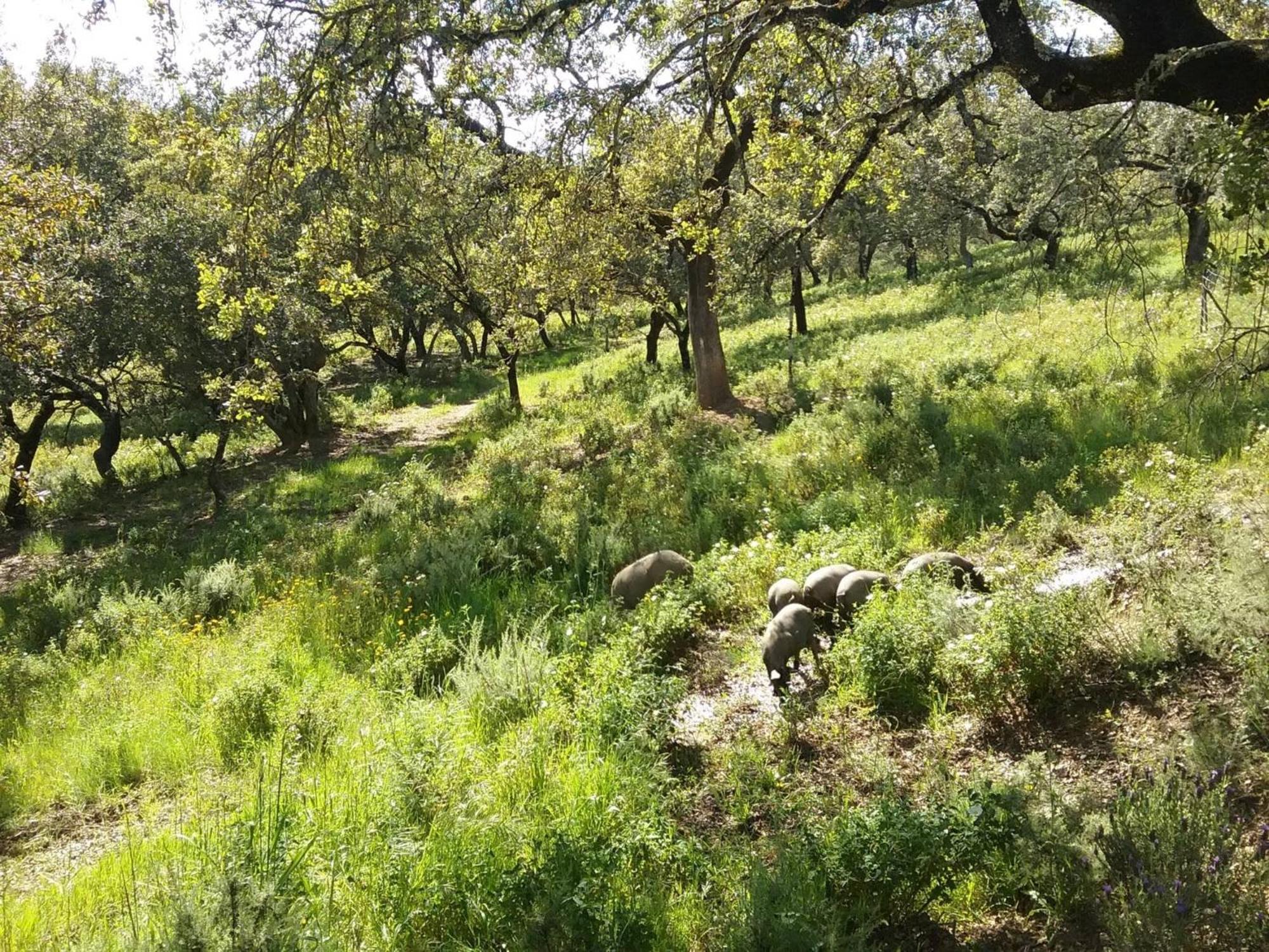 FINCA LA TEJONERA