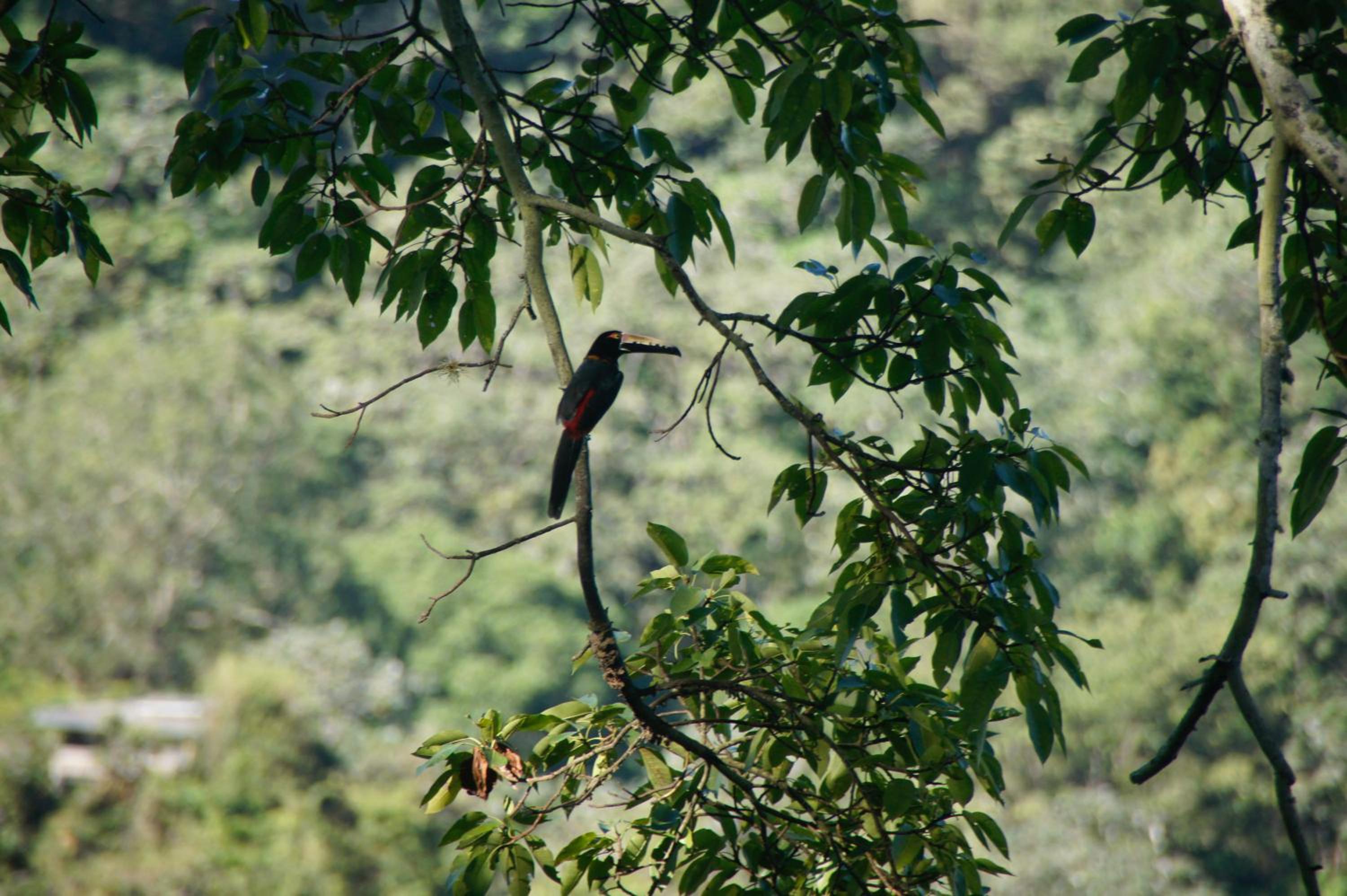 Hostal Vista Verde Minca
