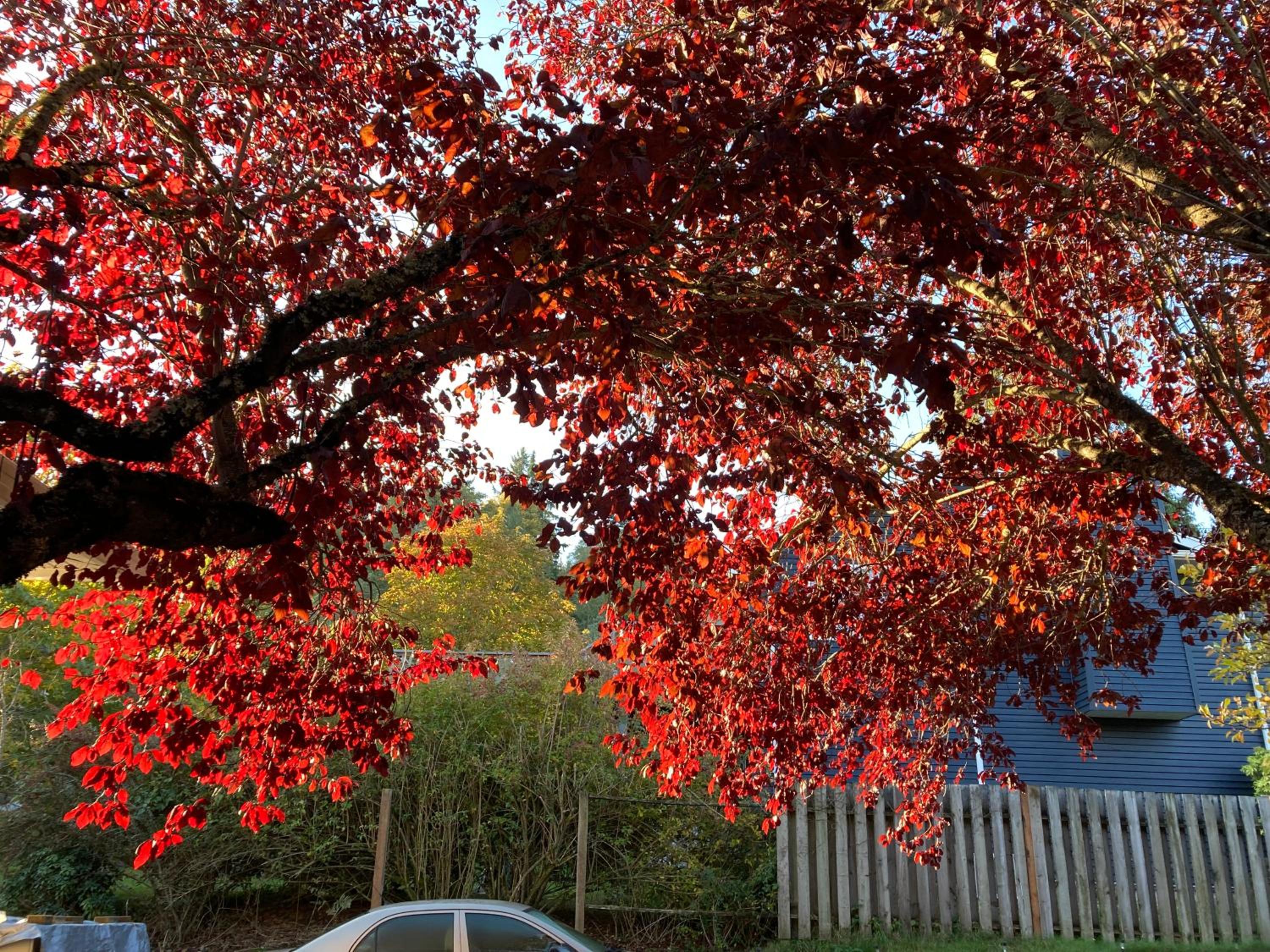 Red Robe B&B