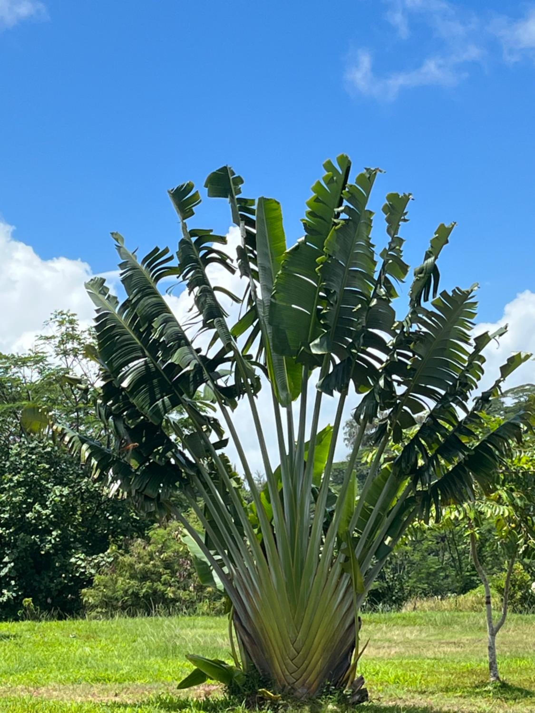 La Suite Vue Lagon