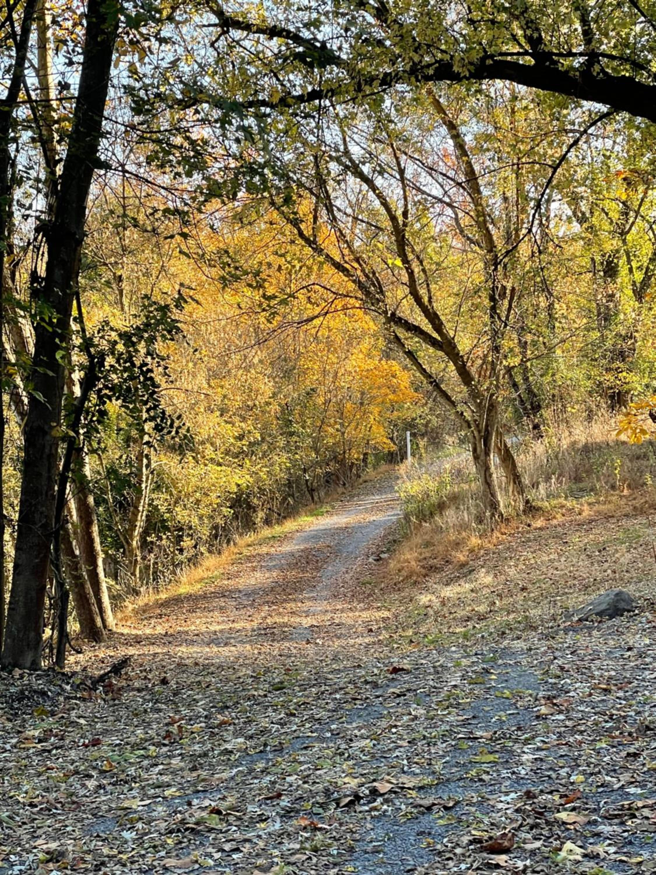 Woodland Oasis