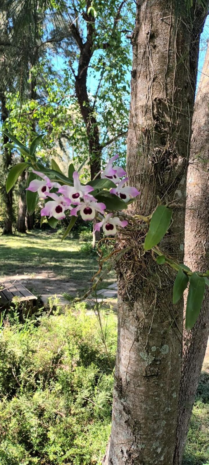 isla delta encantado