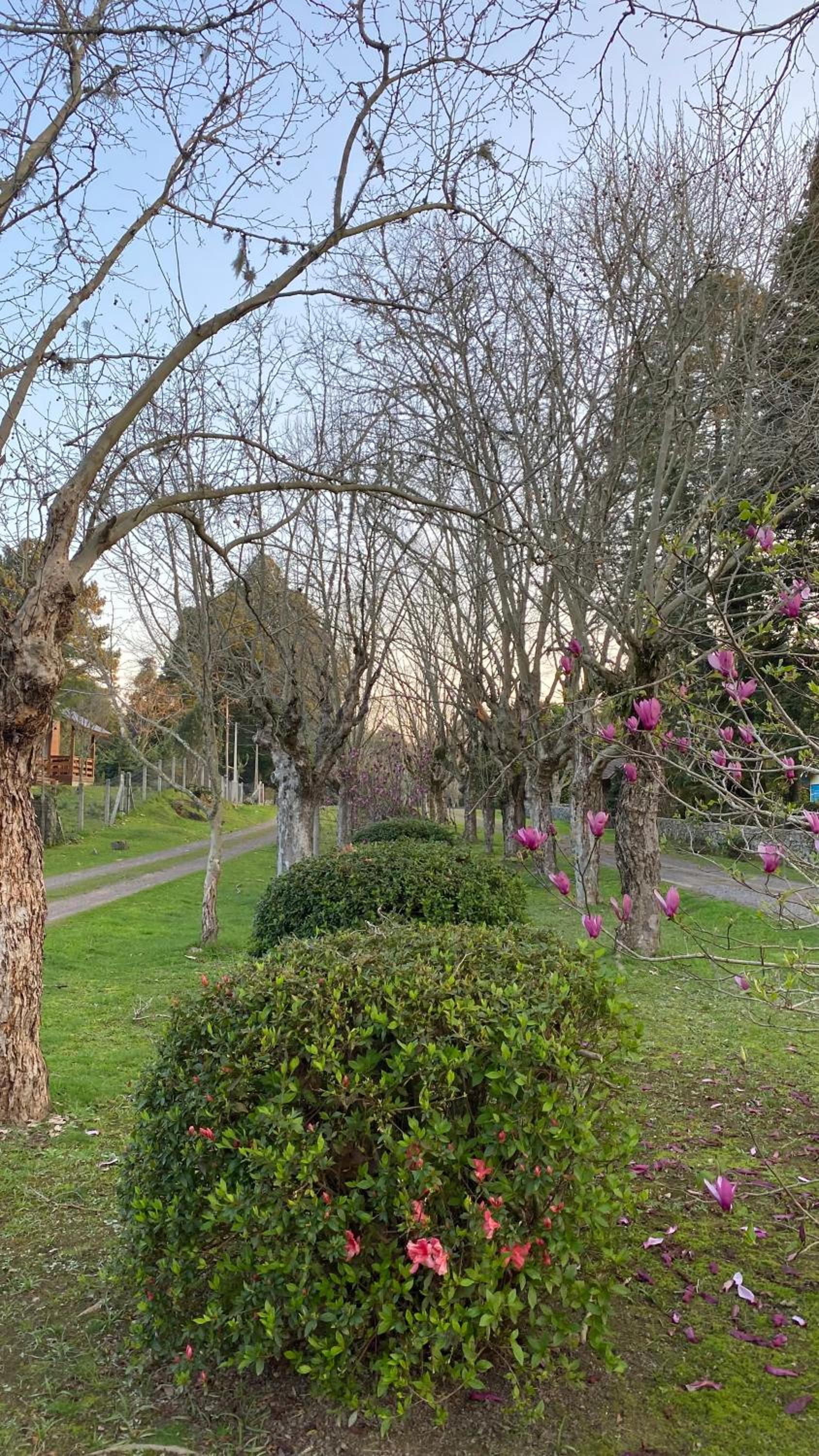 Santa Mônica Garden House
