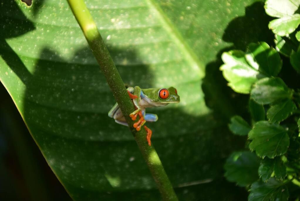 Agua Azul Nature-House