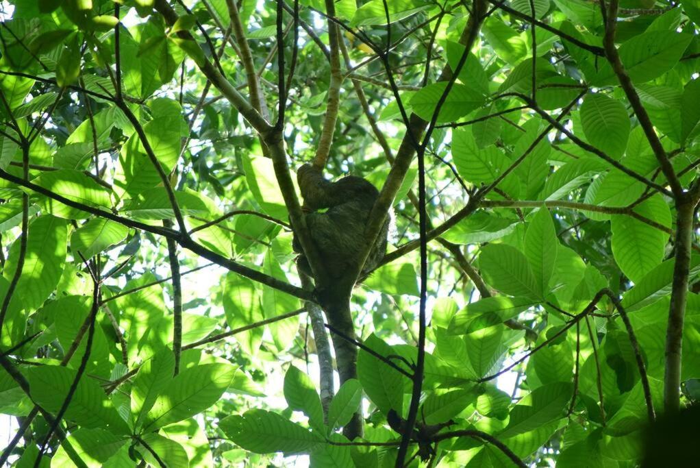 Agua Azul Nature-House