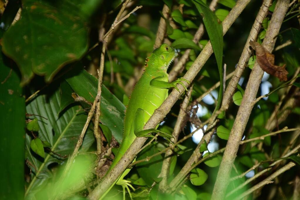 Agua Azul Nature-House