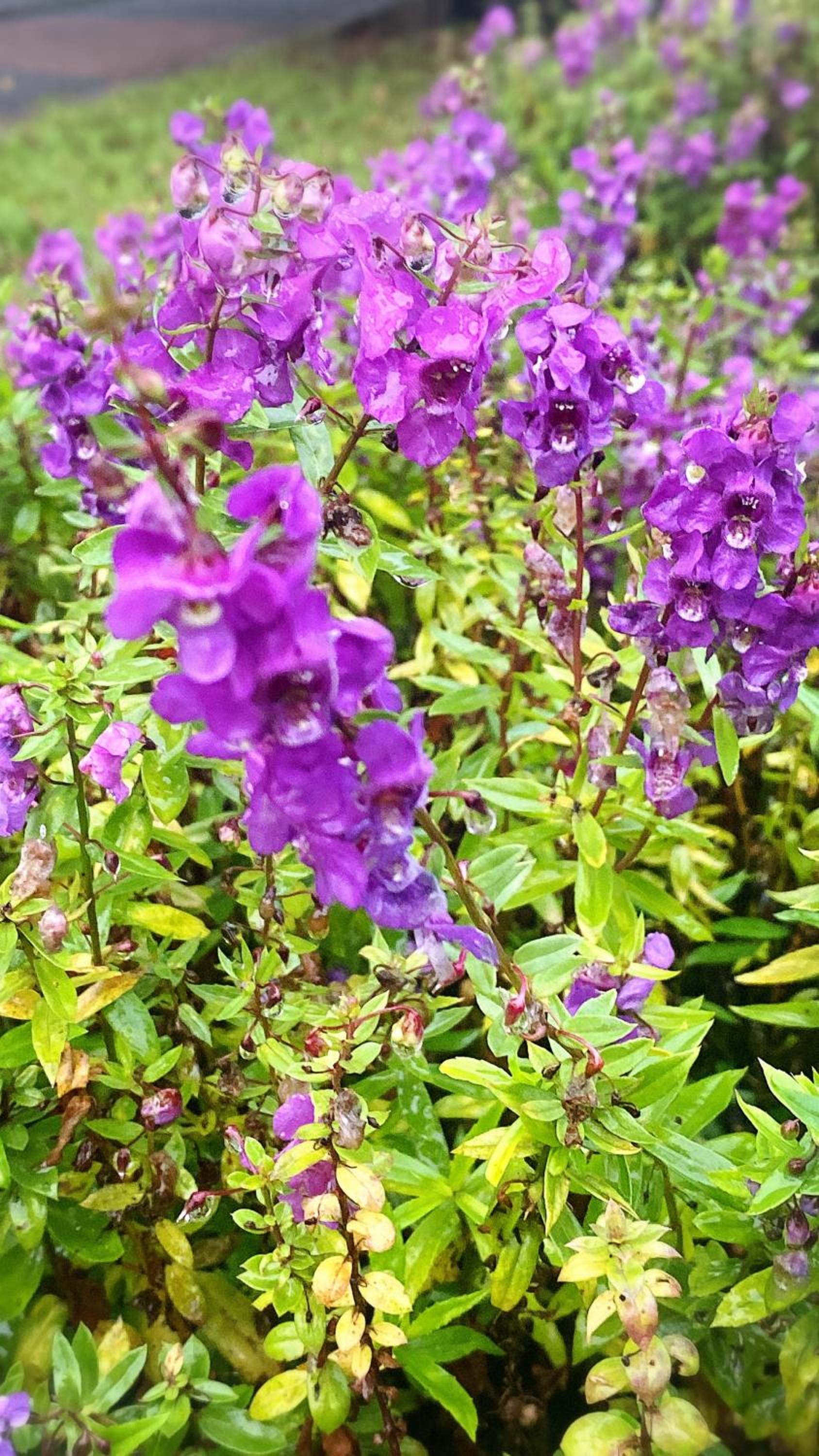Yilan Greenbird of Happiness B&B