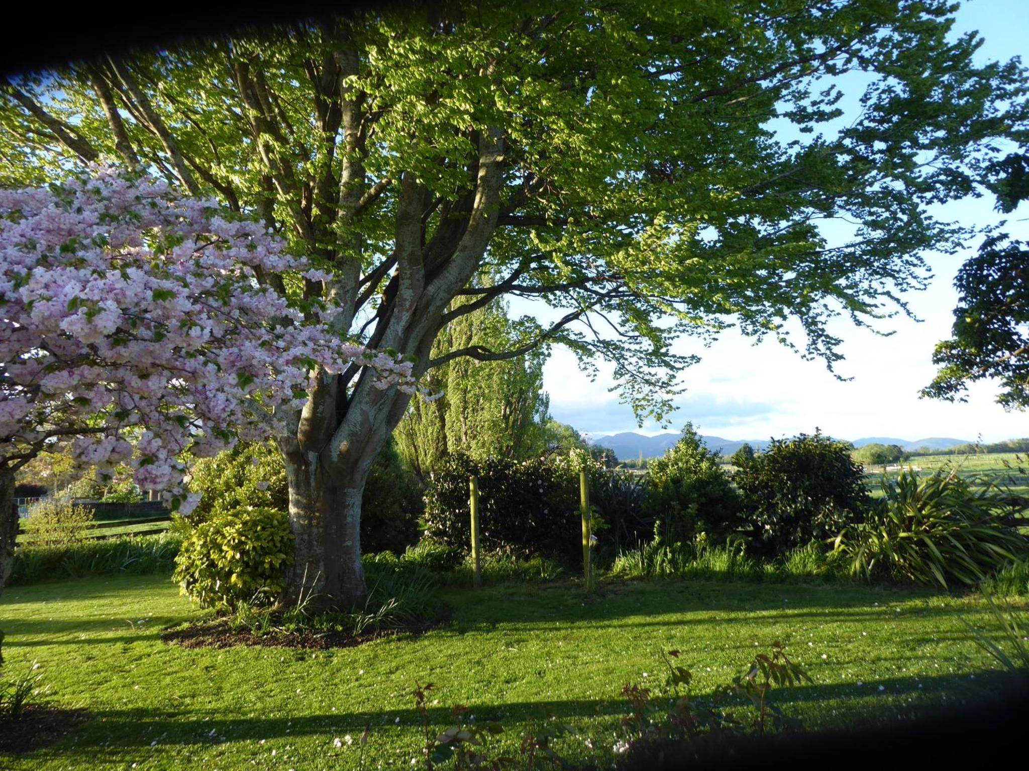 Fig Tree Cottage view 4