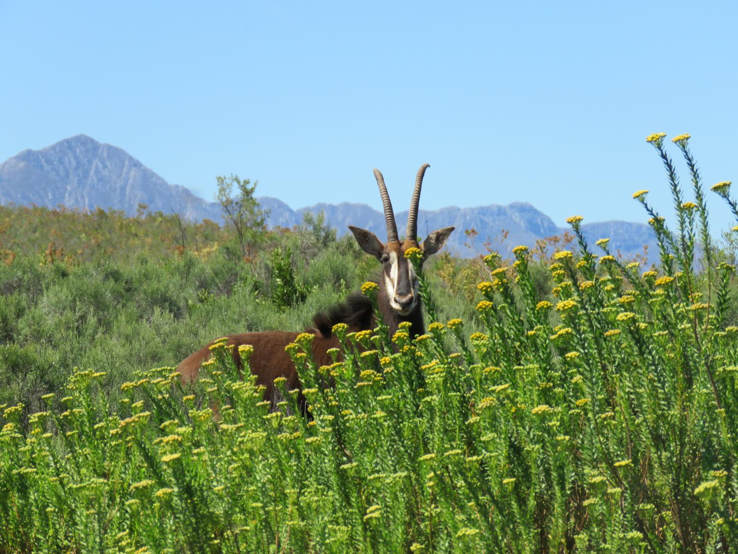 Wildehondekloof Game Lodge view 2