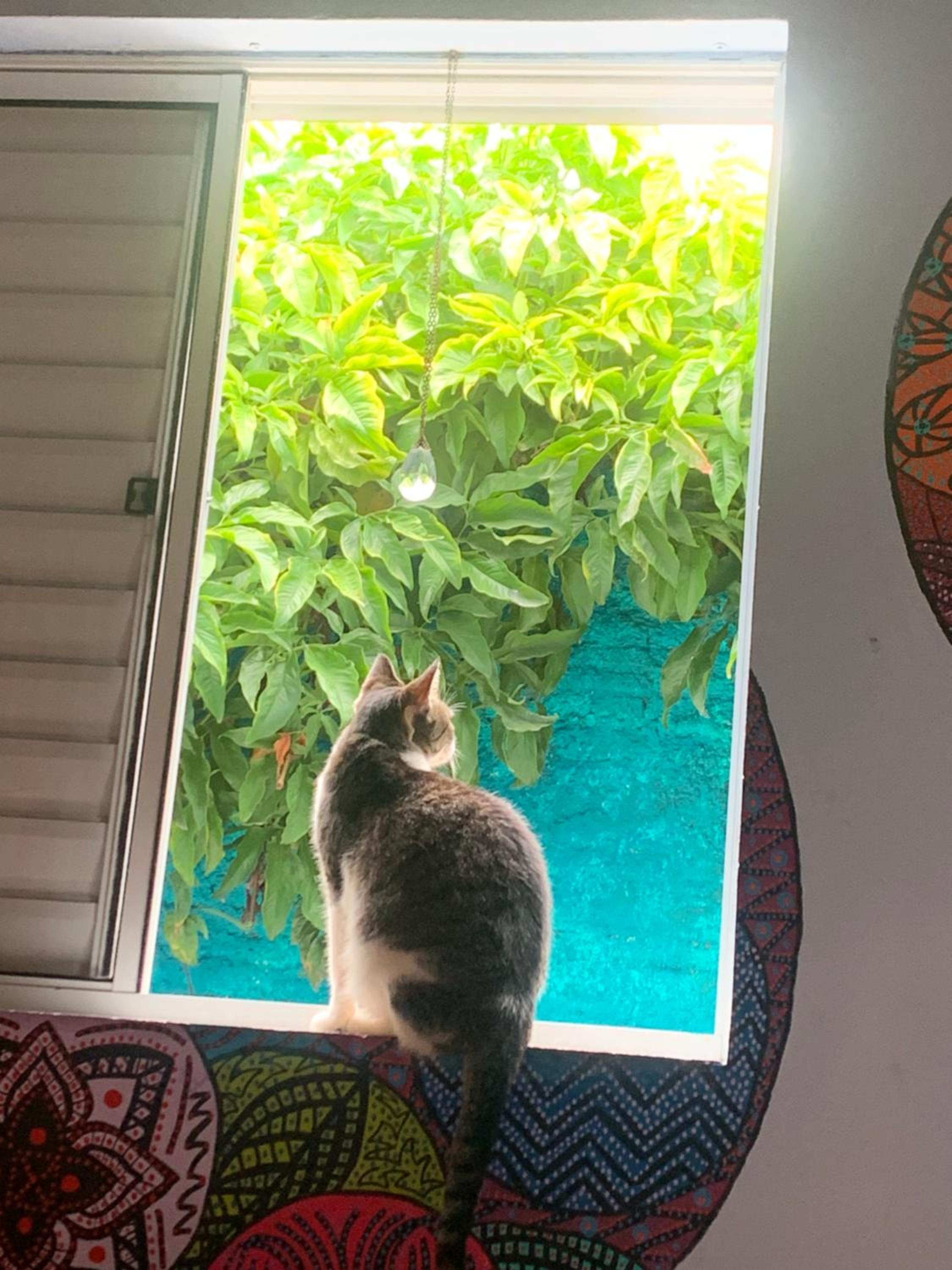 Toca da Suzara Suíte 3 até 3 pessoas Piscina Rio e Mar num só lugar