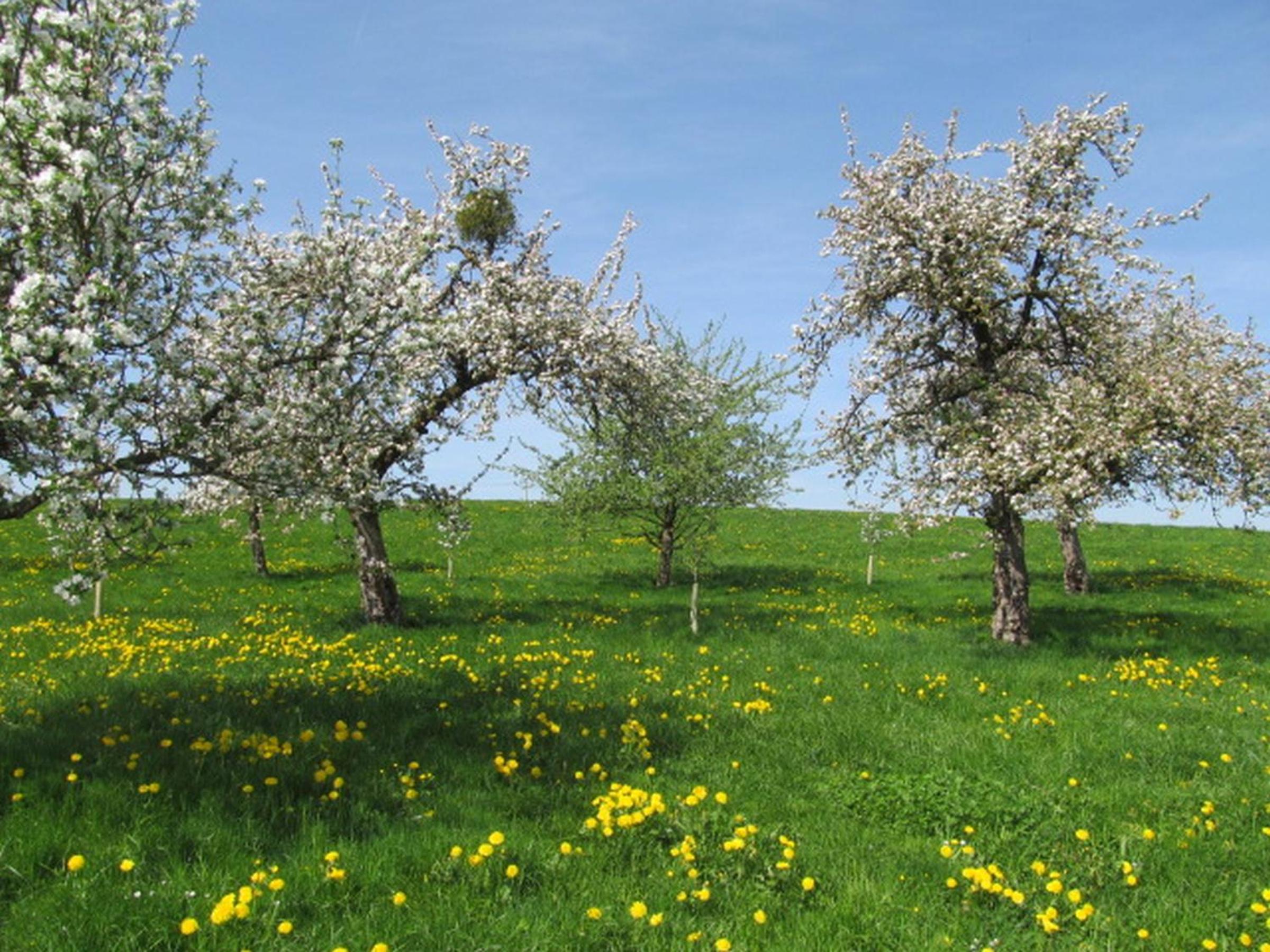 Ferienwohnungen Kolb