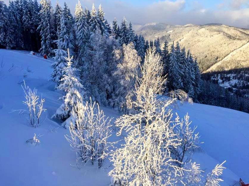 Art in Waldfrieden