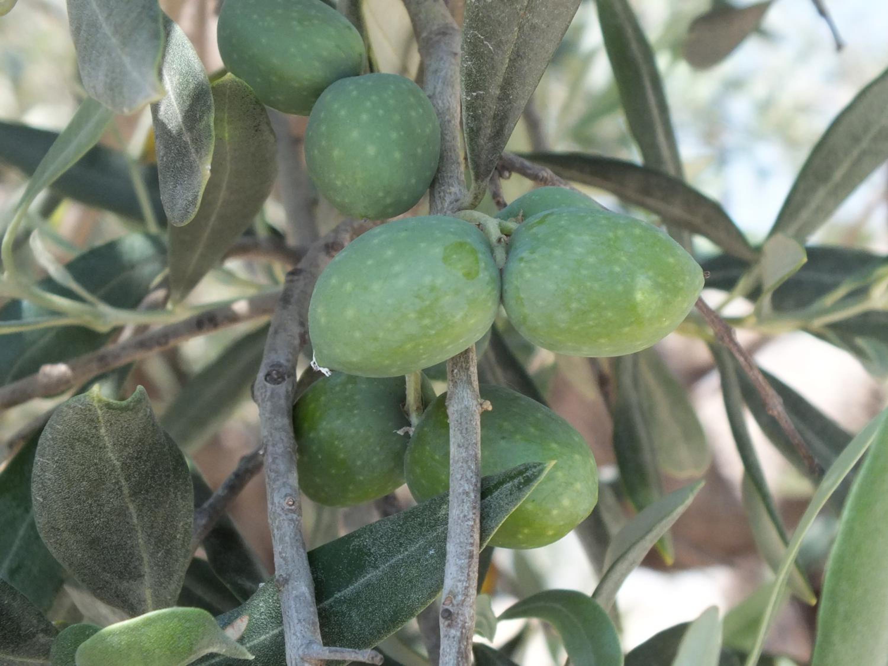 SiciliAntica