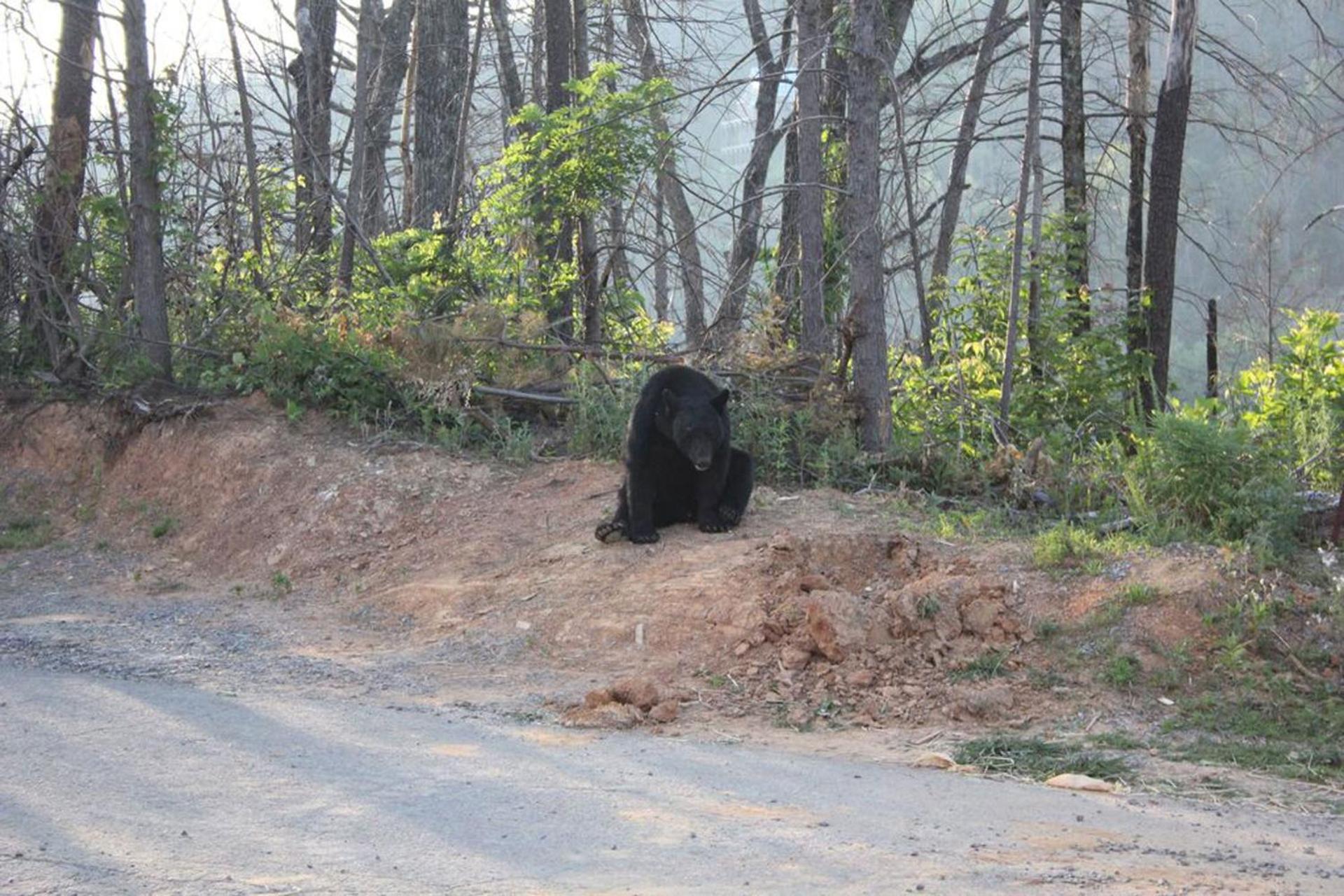 Mountain Haven - Relax & enjoy AMAZING 180 Degree Views of Mt LeConte view 5
