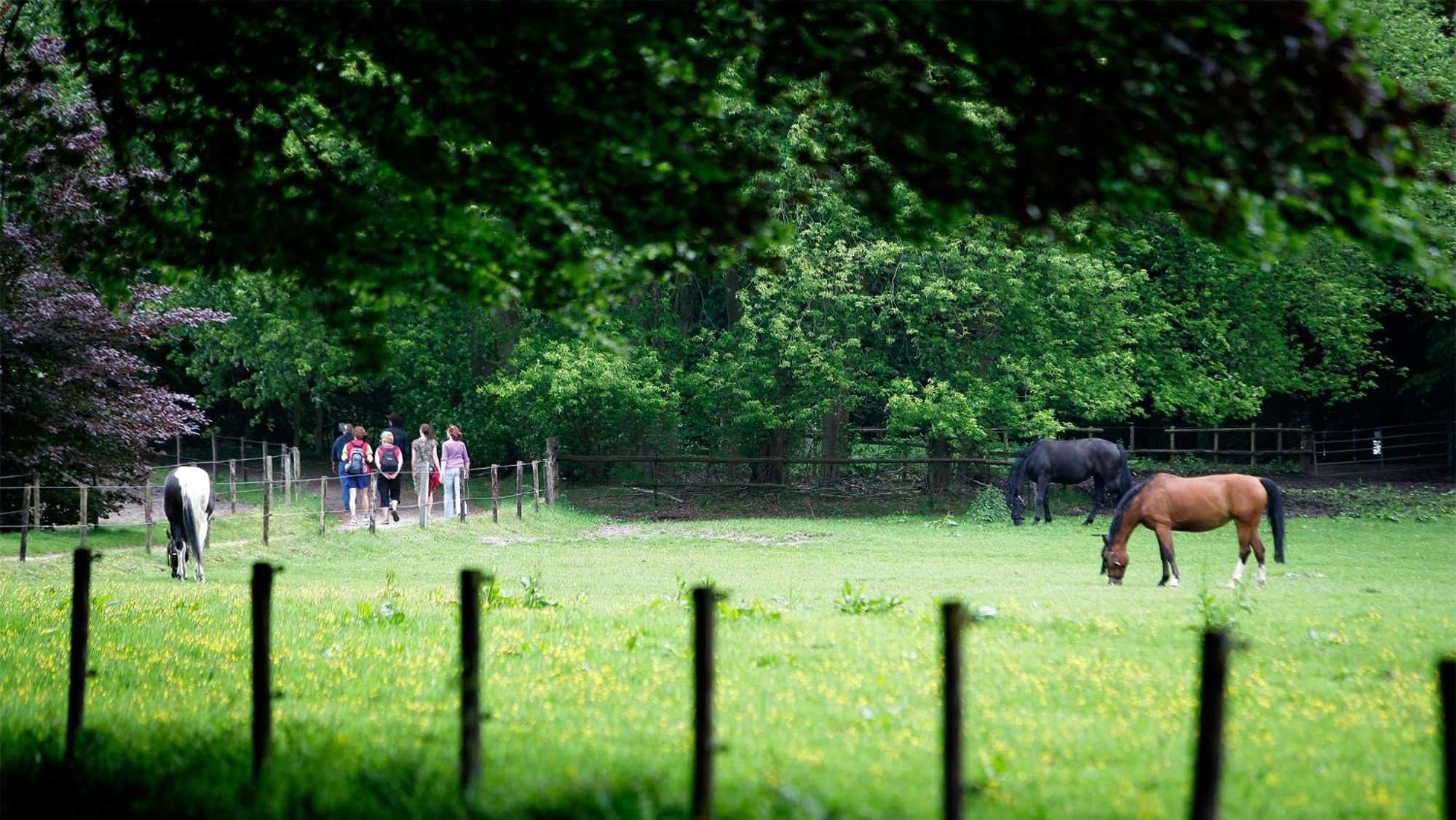 Molecaten Park De Leemkule view 5