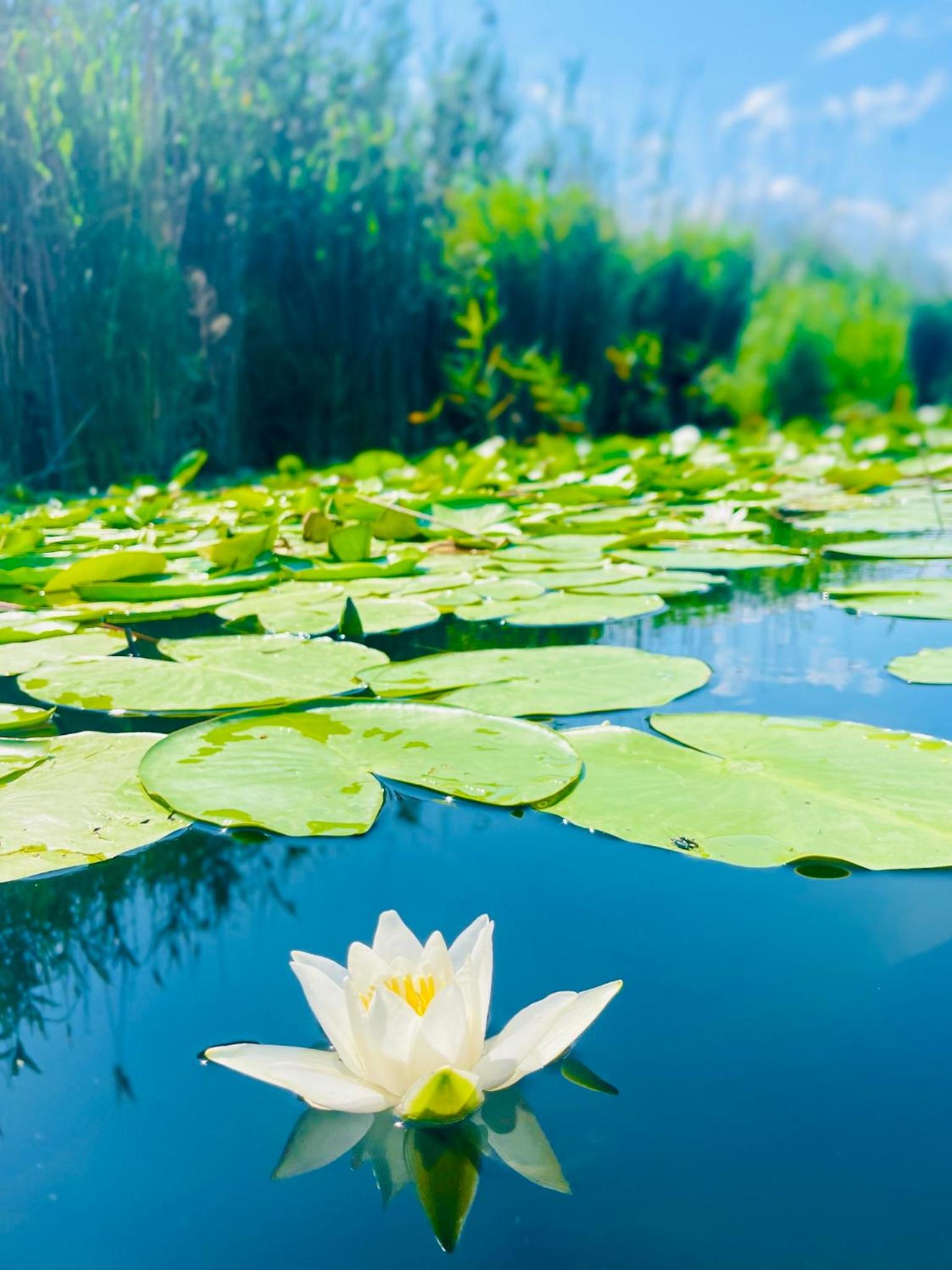 Danube Delta View