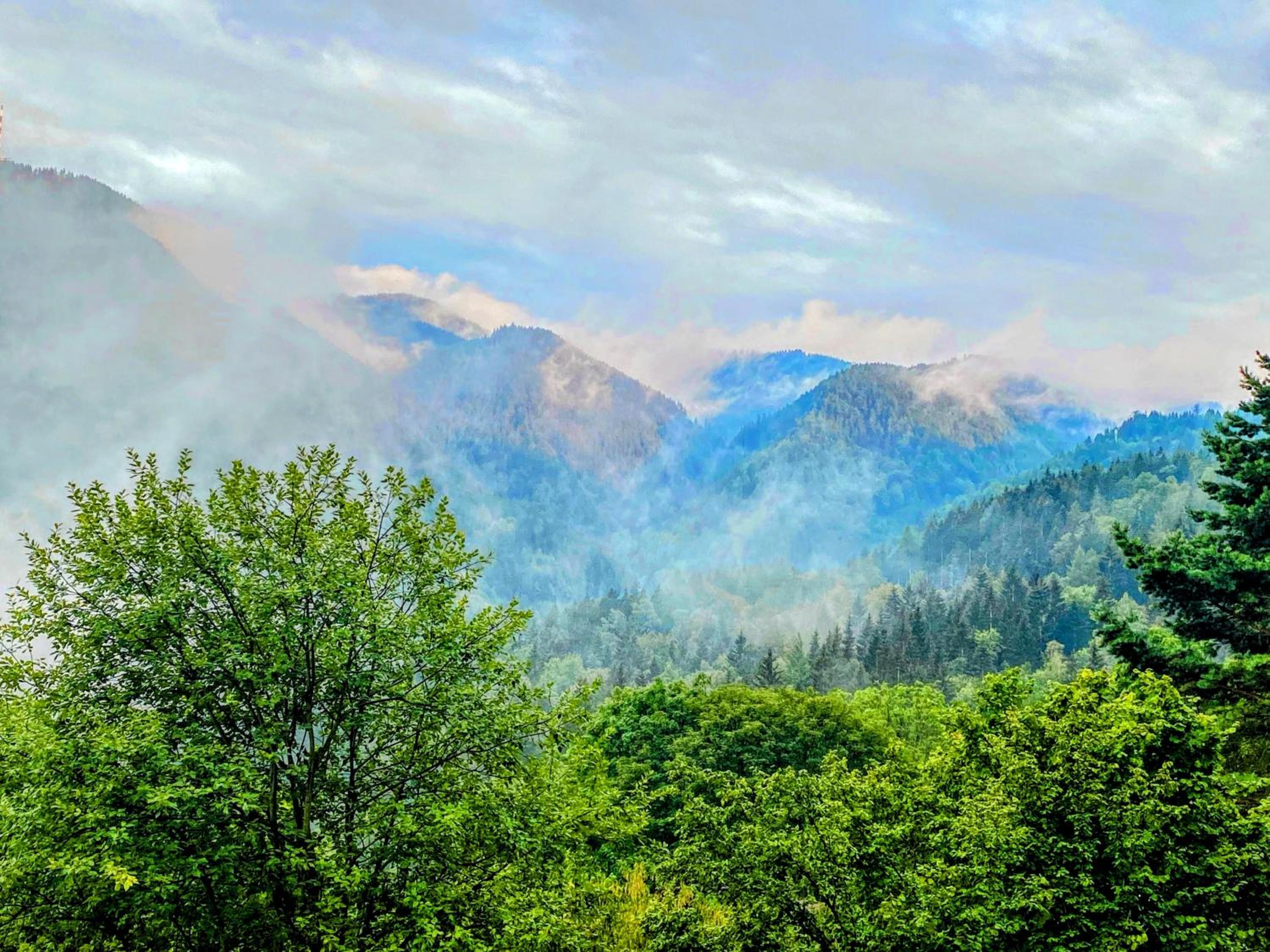 Art in Waldfrieden
