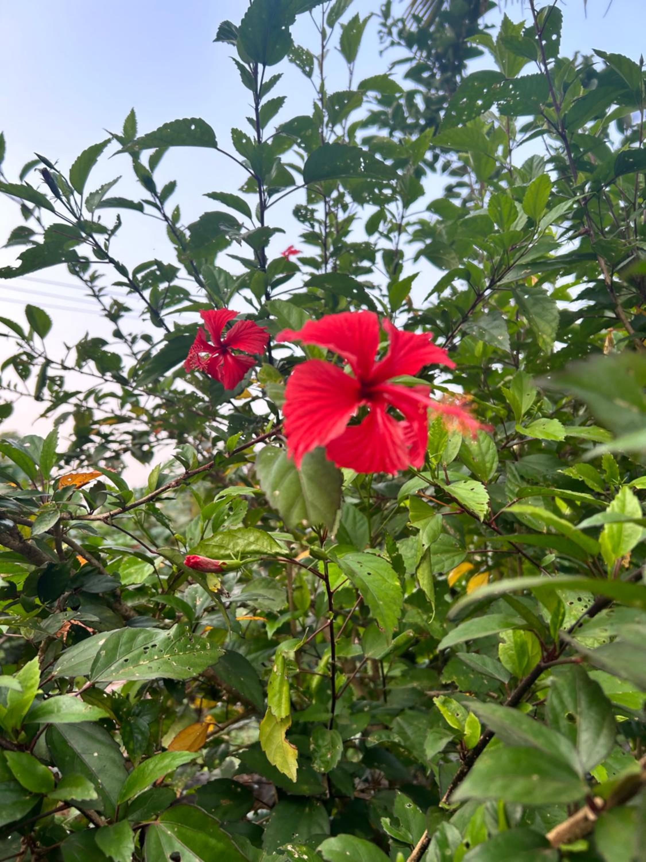 Photo 21