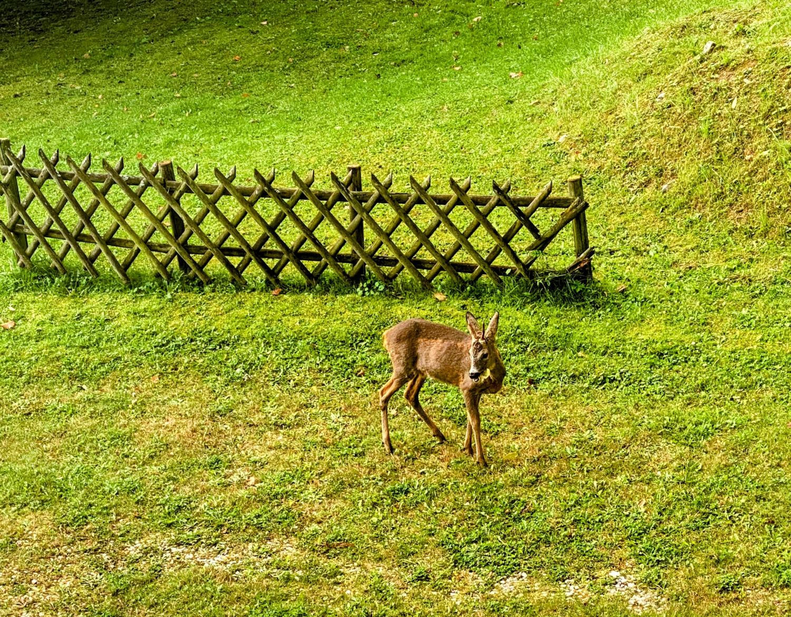 Art in Waldfrieden
