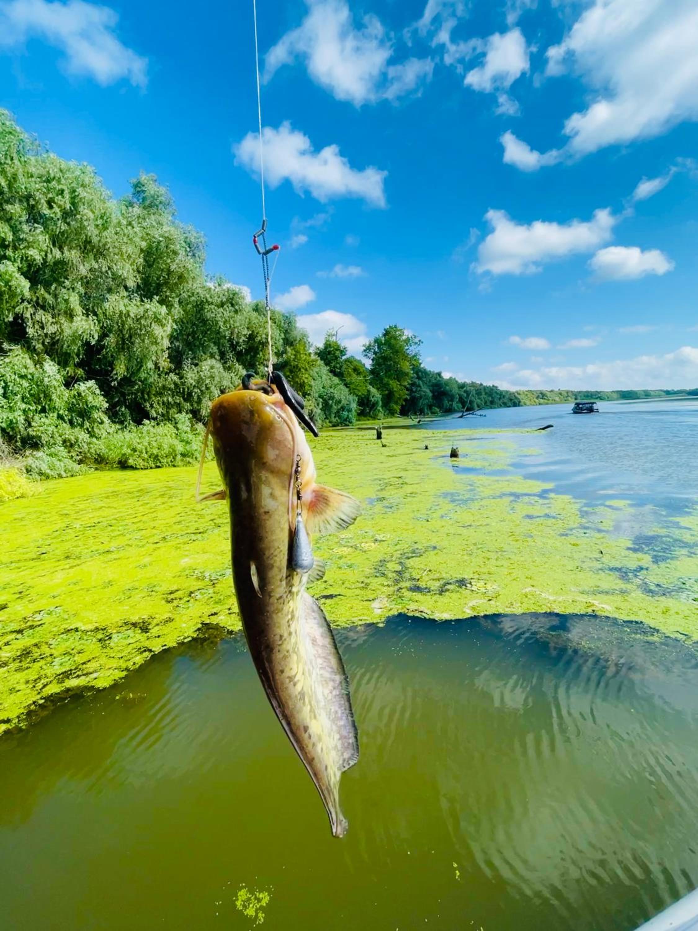 Danube Delta View