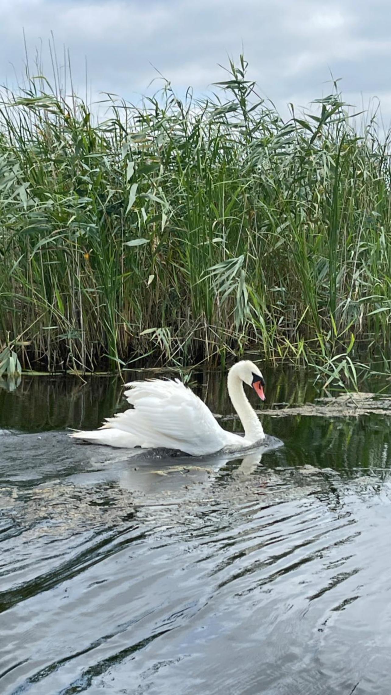 Danube Delta View