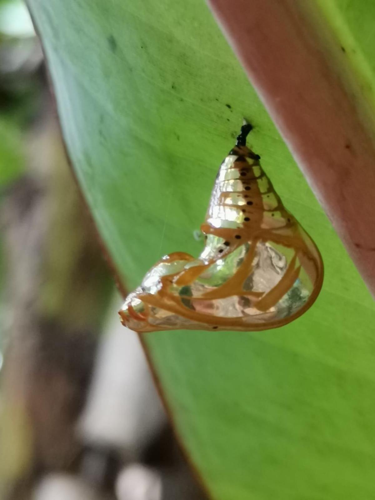 Centro Arte Terapéutico San Isidro Glamping