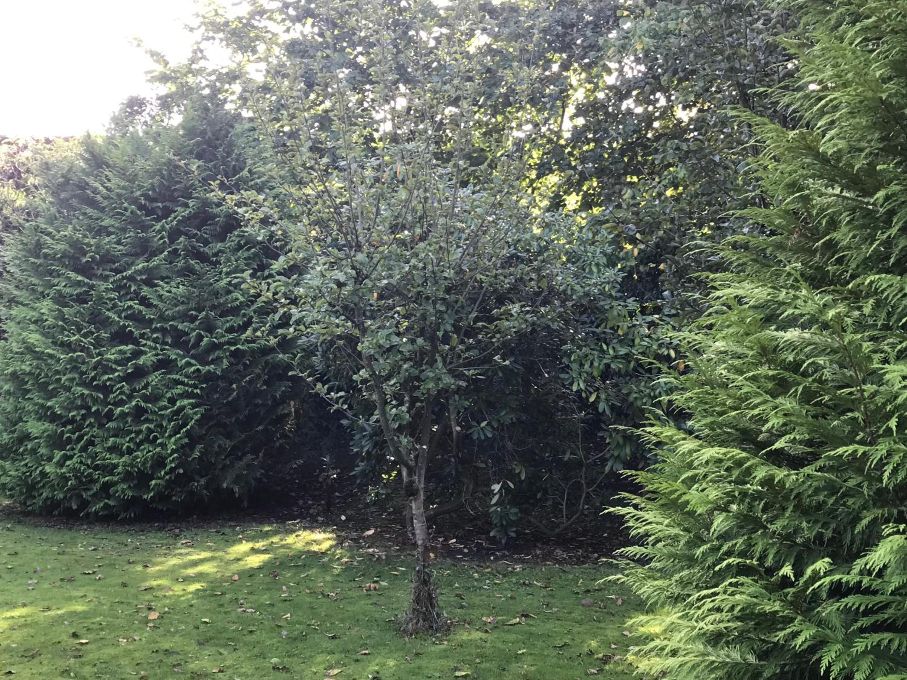 FeWo Aurich Zentrum EG 3 Schlafzimmer und FeWo OG 4 Schlafzimmer
