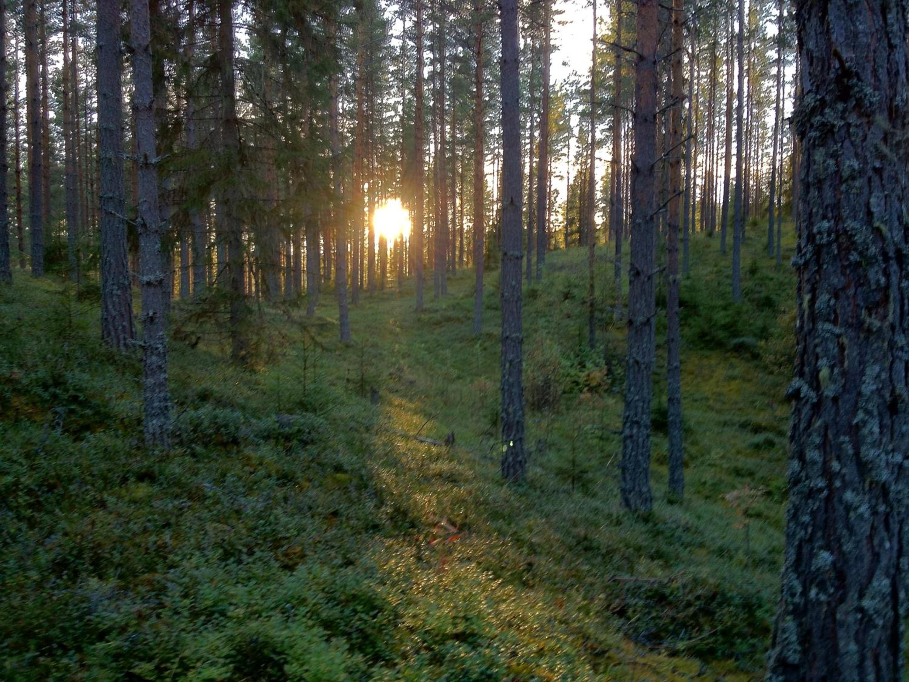 Rustika strandstugor utanför Rättvik view 3