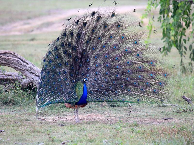Peacock Riverside Eco Lodge view 2