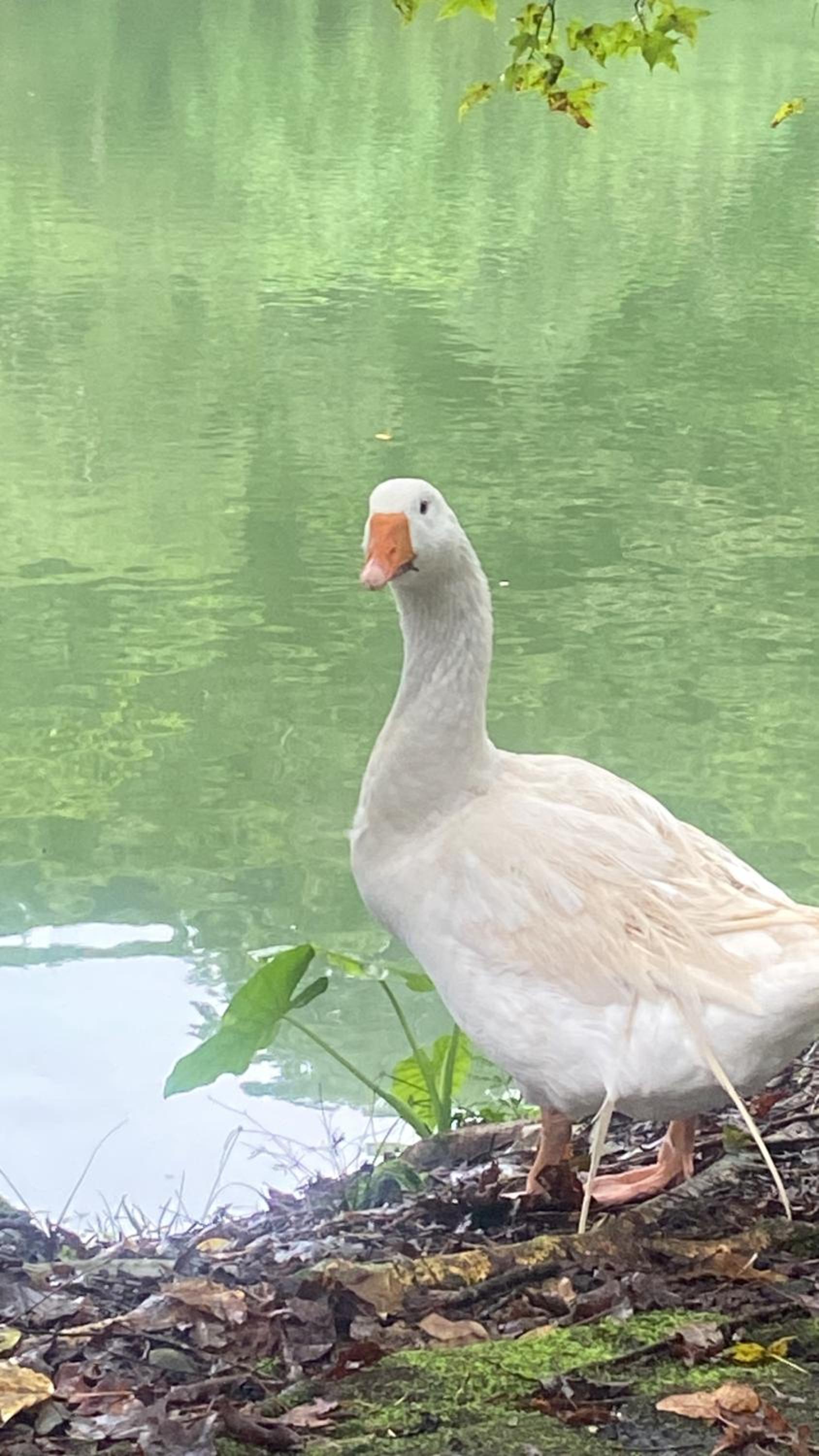 Yilan Greenbird of Happiness B&B