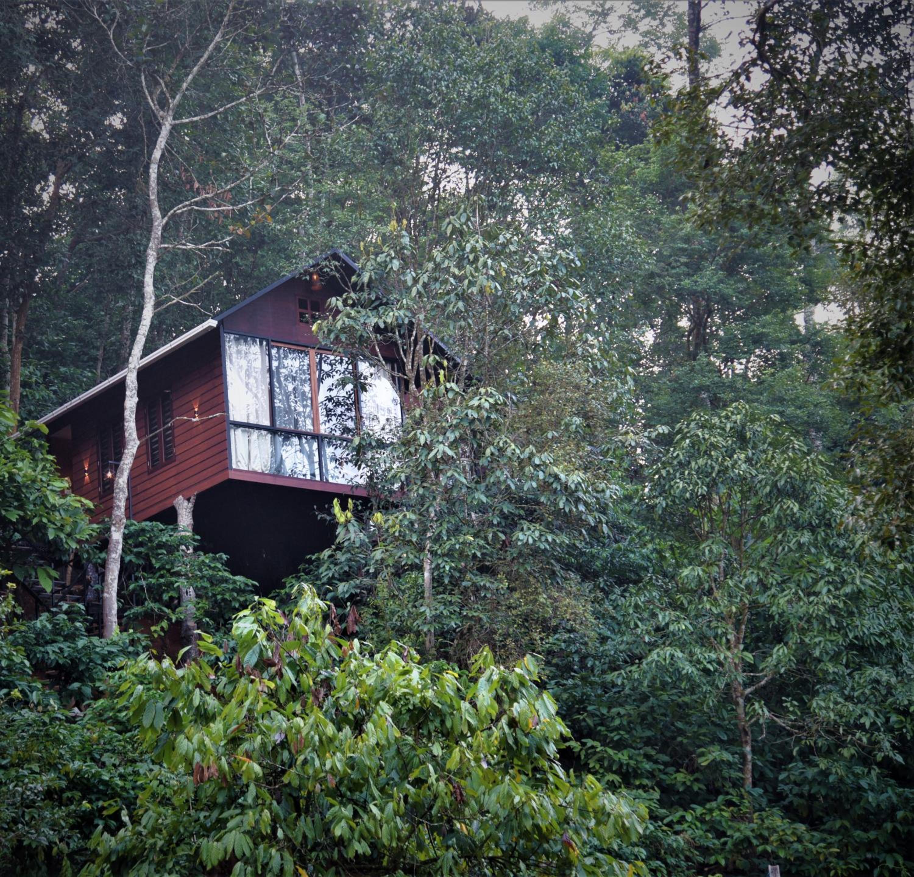 TREE6 WAYANAD