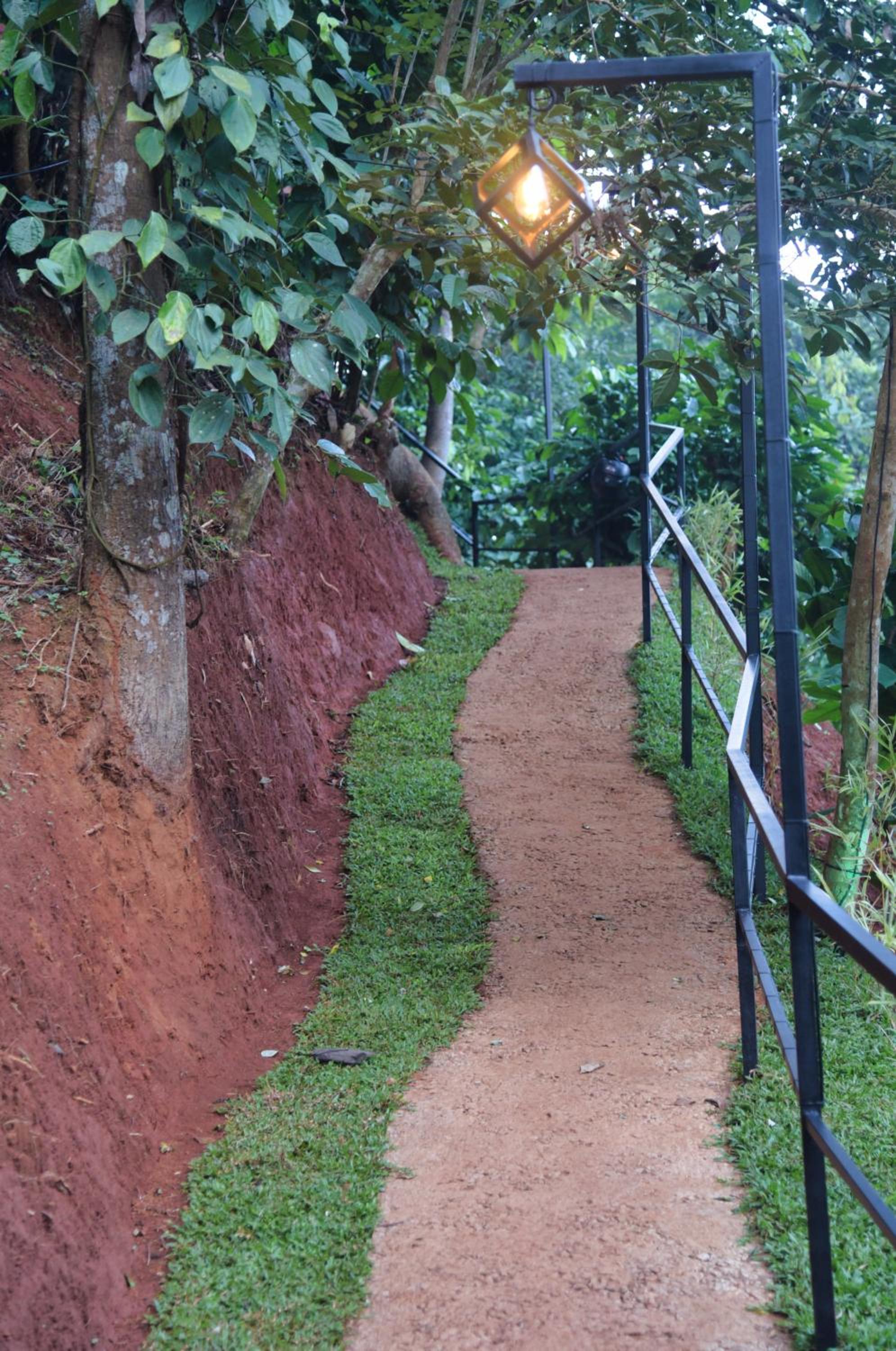 TREE6 WAYANAD