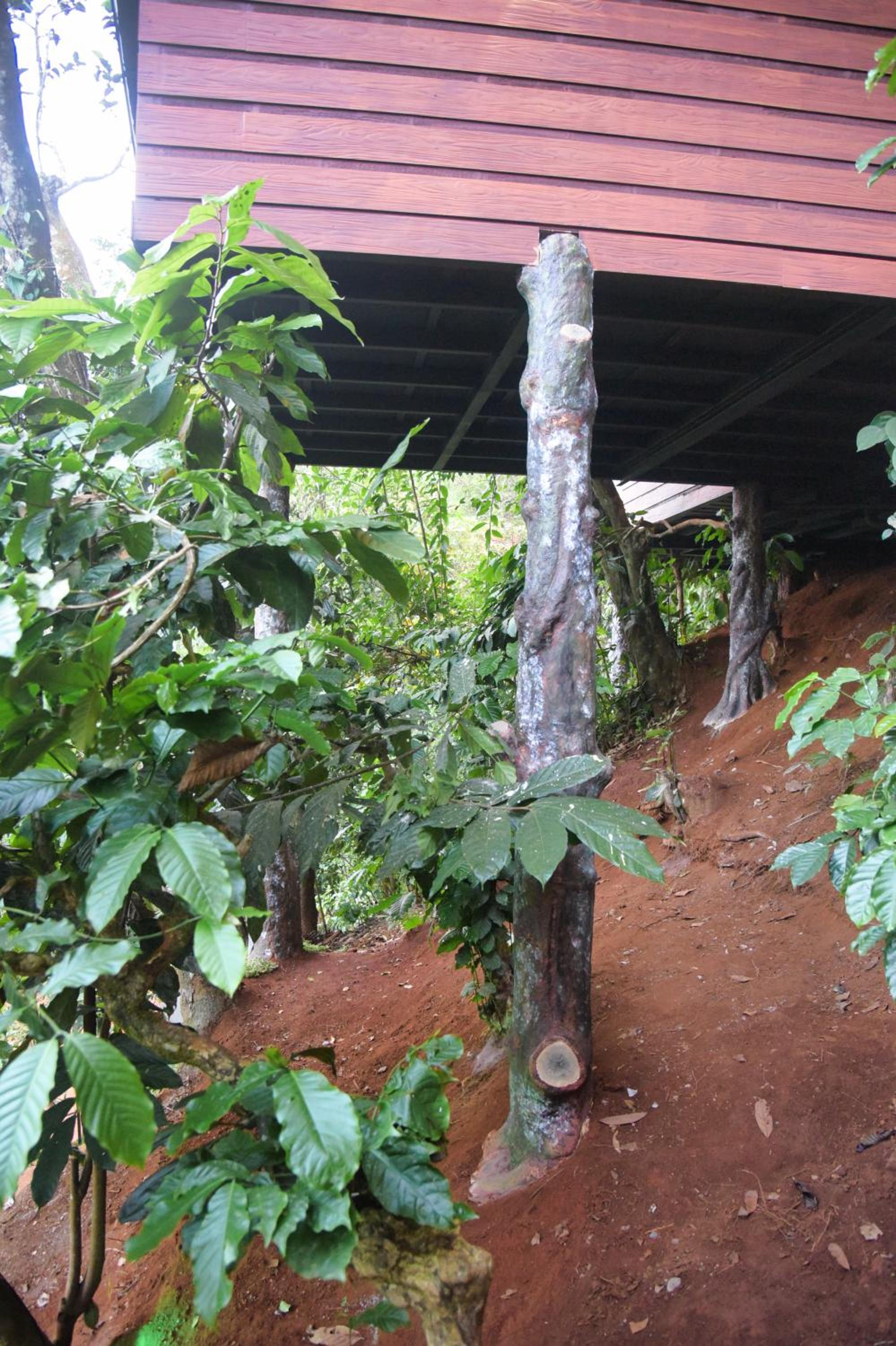 TREE6 WAYANAD