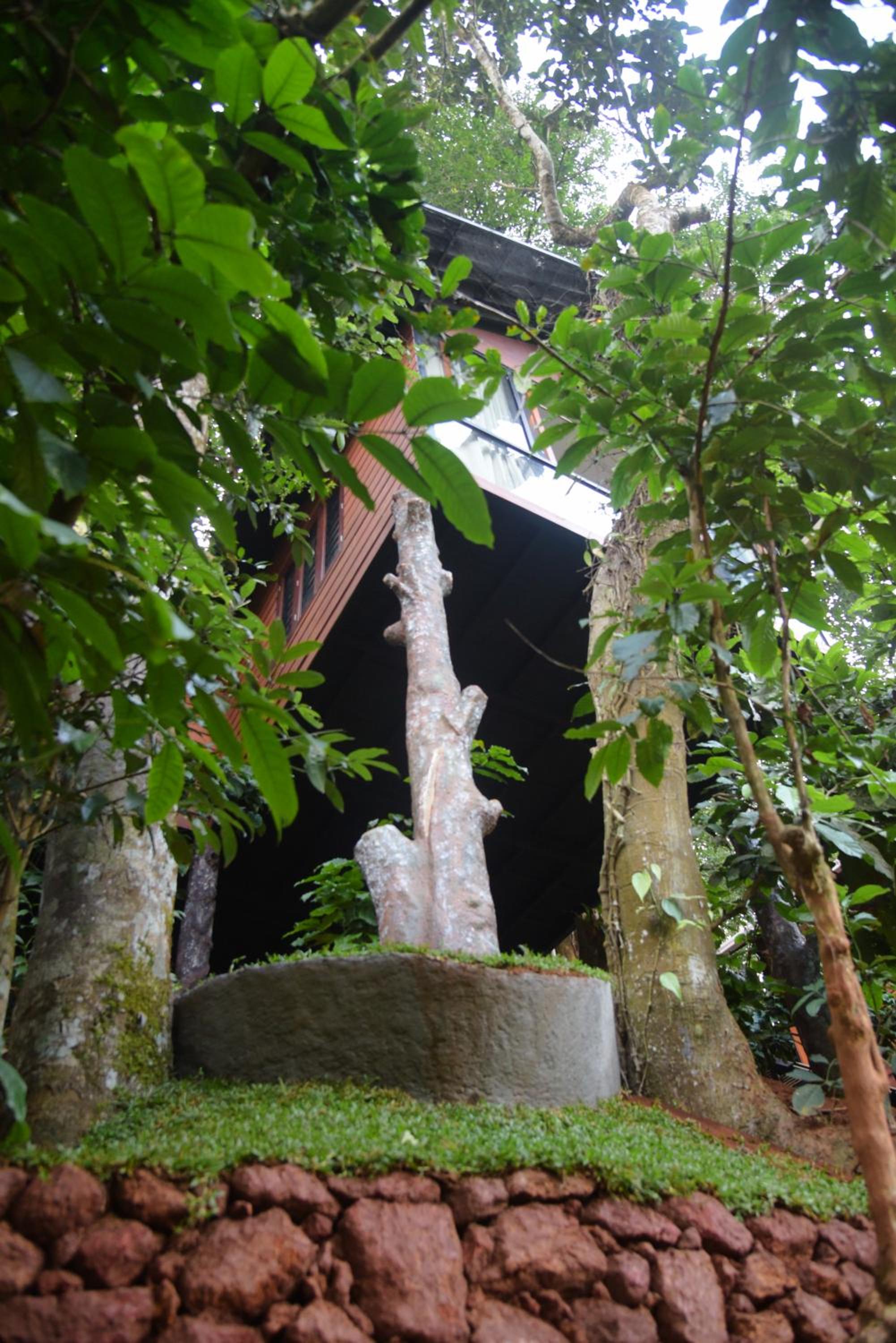 TREE6 WAYANAD