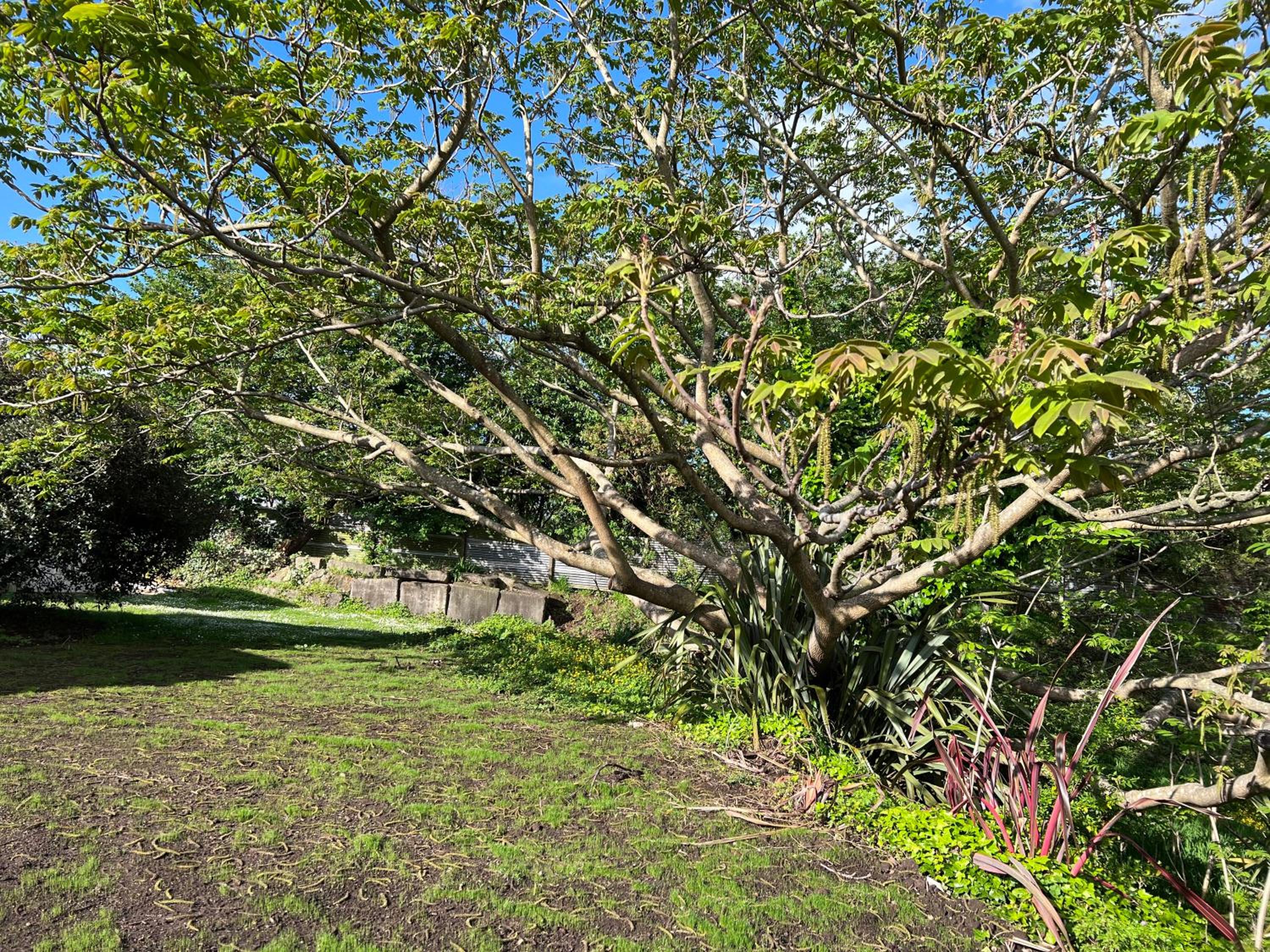 Under Walnut Tree view 4