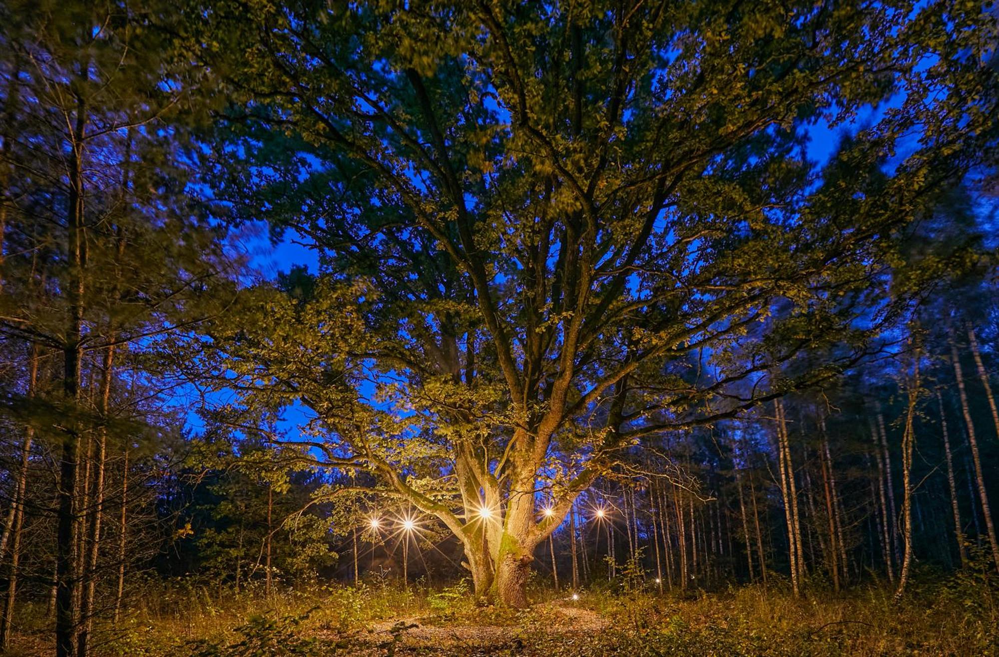 Forestic Lietuva