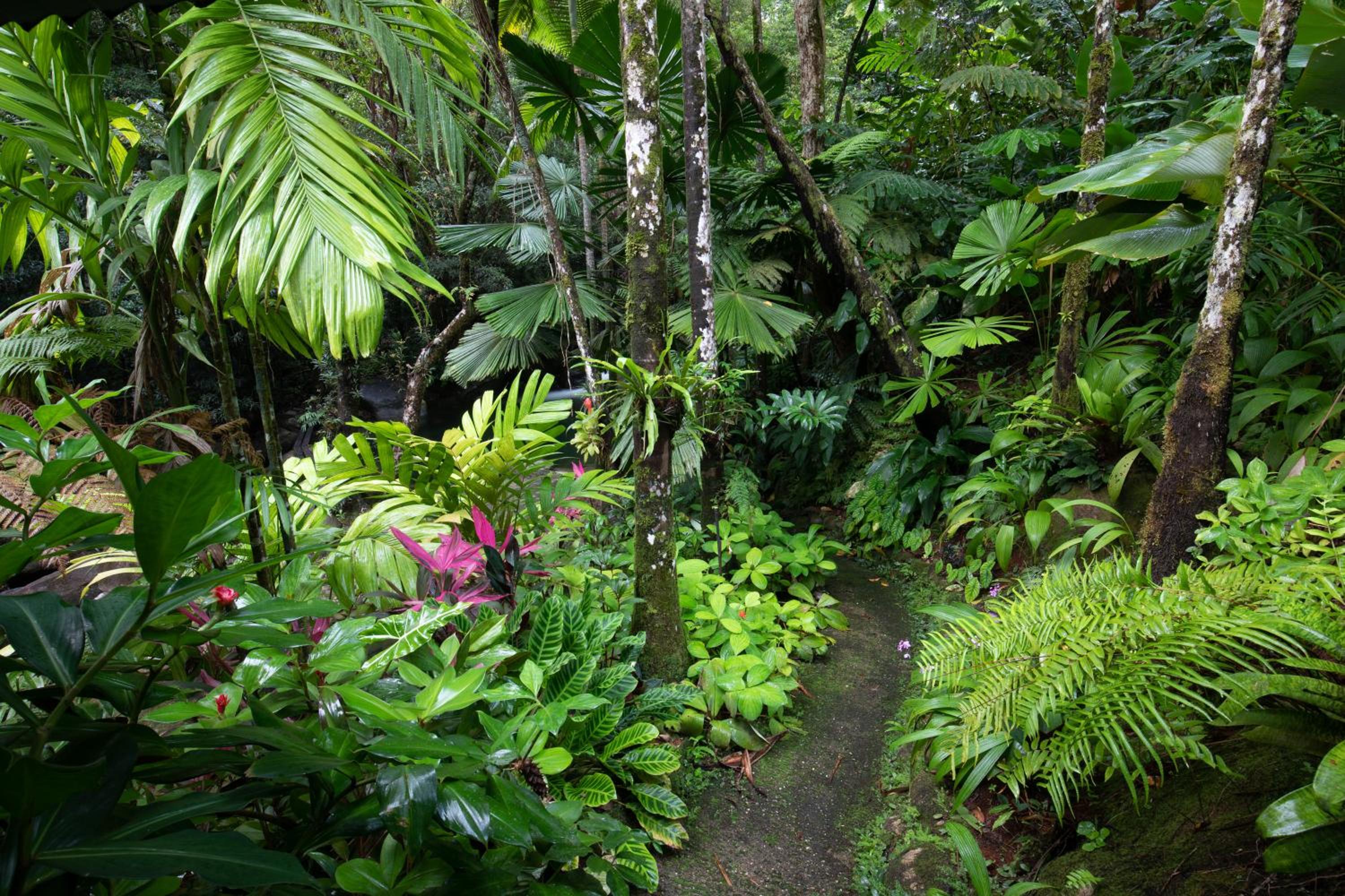 Daintree Secrets Rainforest Sanctuary