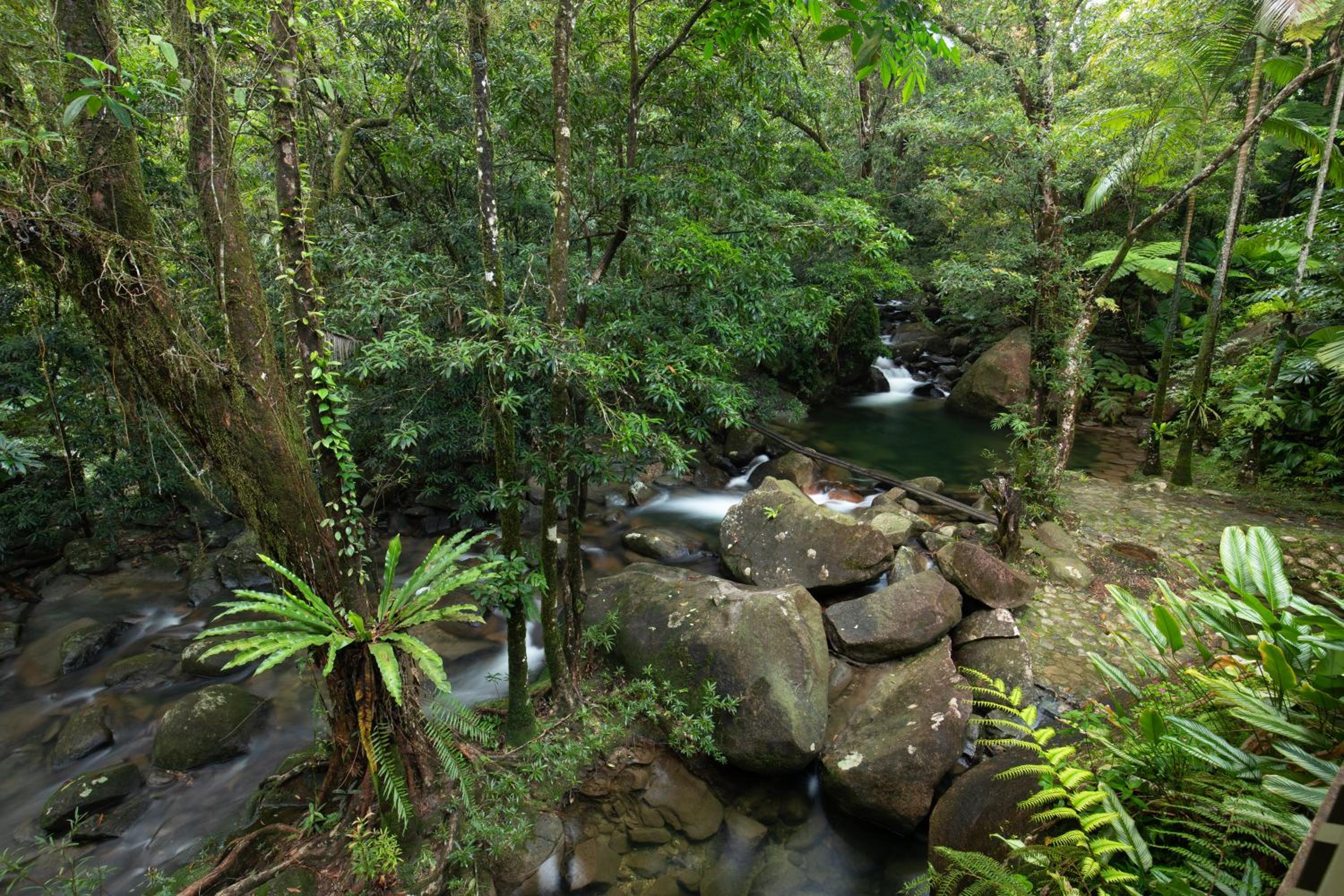 Daintree Secrets Rainforest Sanctuary