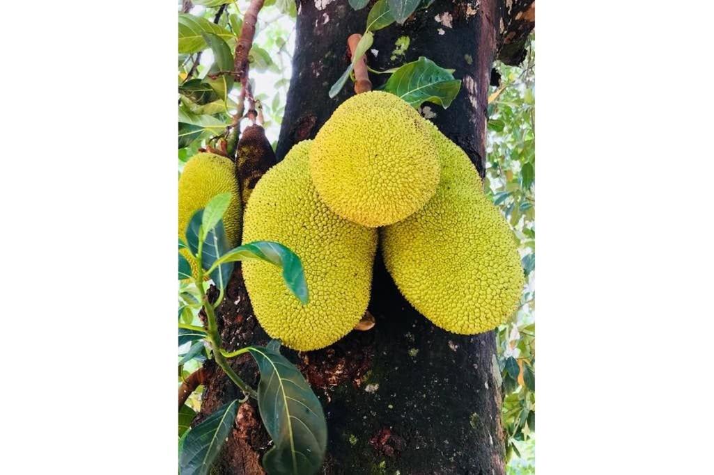 Condomínio Shambala Piri